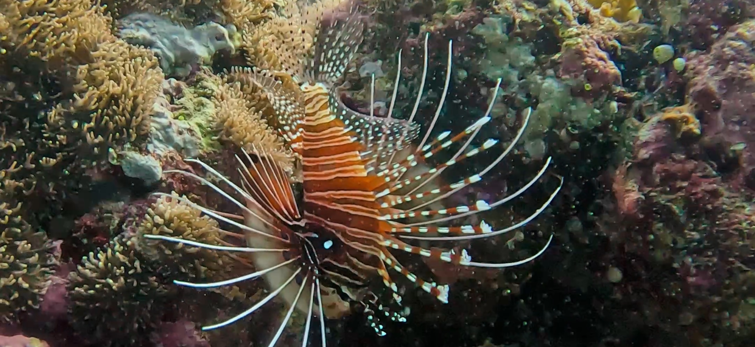 ハナミノカサゴ オランゴ島 ( Olango Island ) でダイビング 20250117