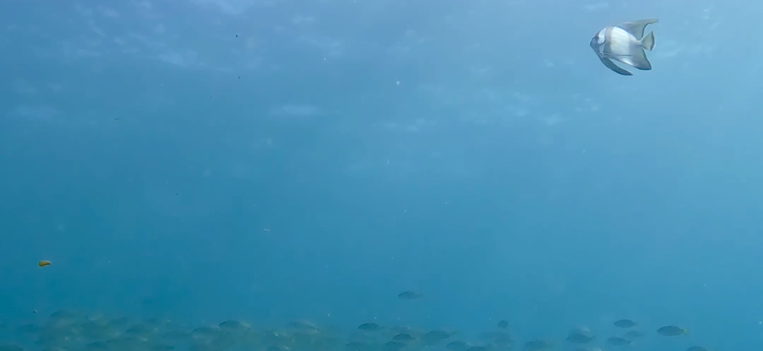 ツバメウオ オランゴ島 ( Olango Island ) でダイビング 20250117