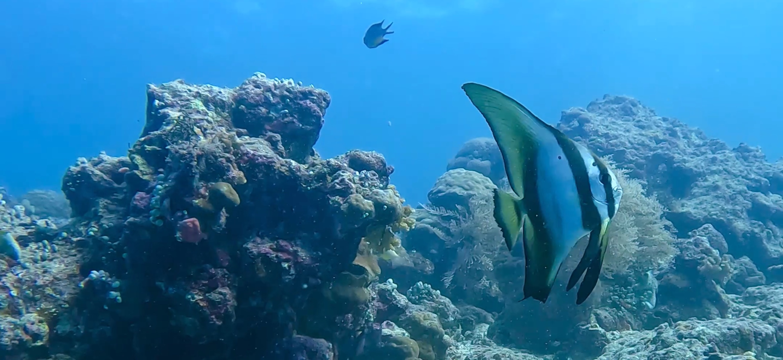 ミカヅキツバメウオ オランゴ島 ( Olango Island ) でダイビング 20250117