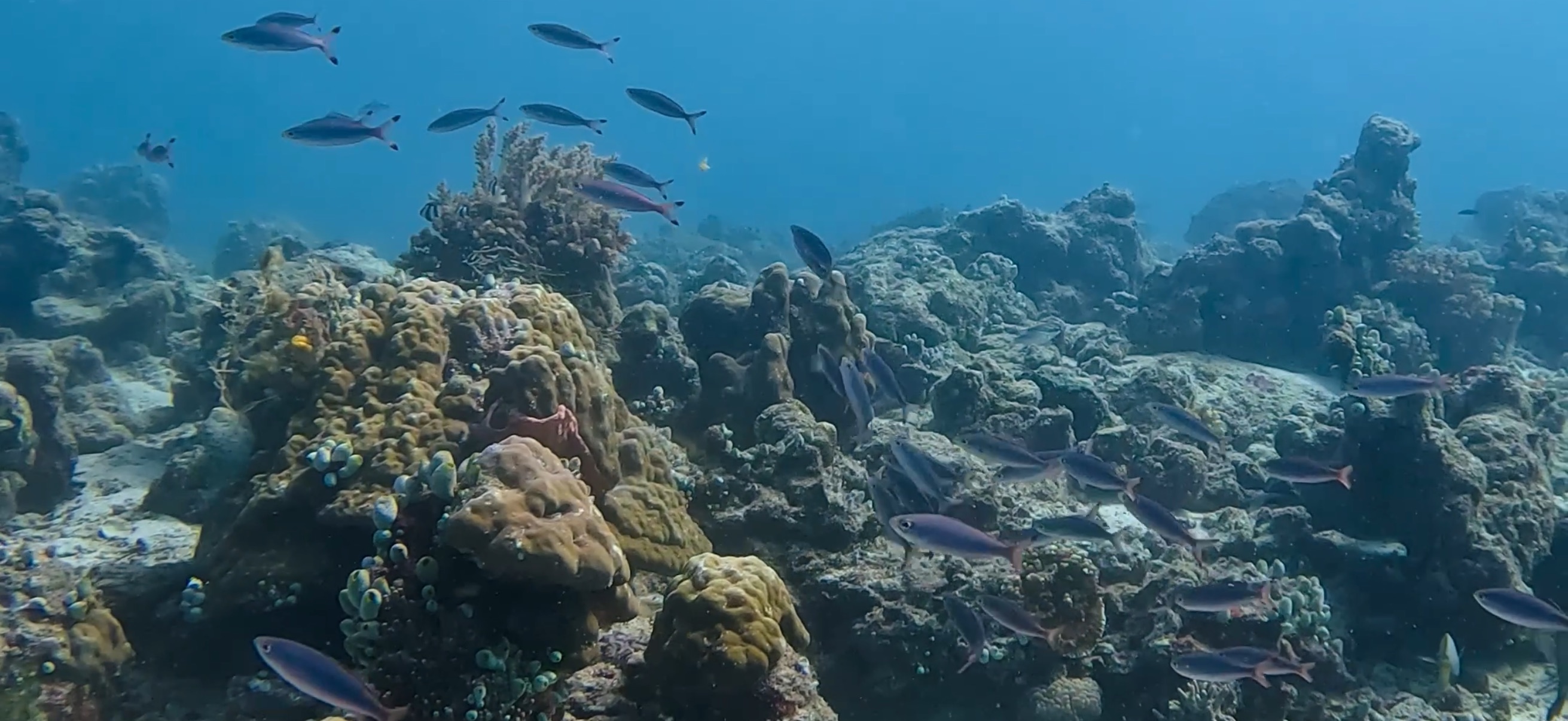オランゴ島 ( Olango Island ) でダイビング 20250117