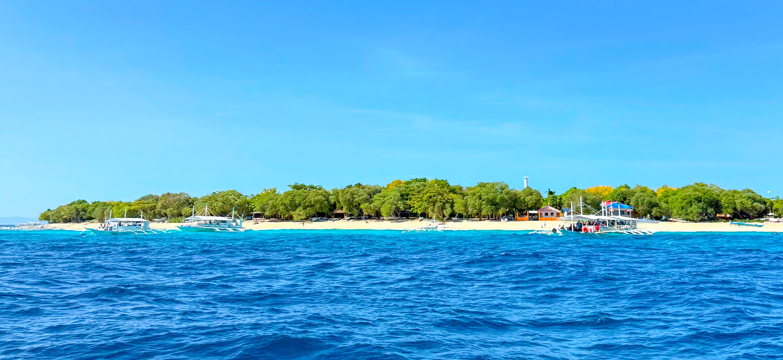 バリカサグ島 ( Balicasag Island ) でダイビング 20250118