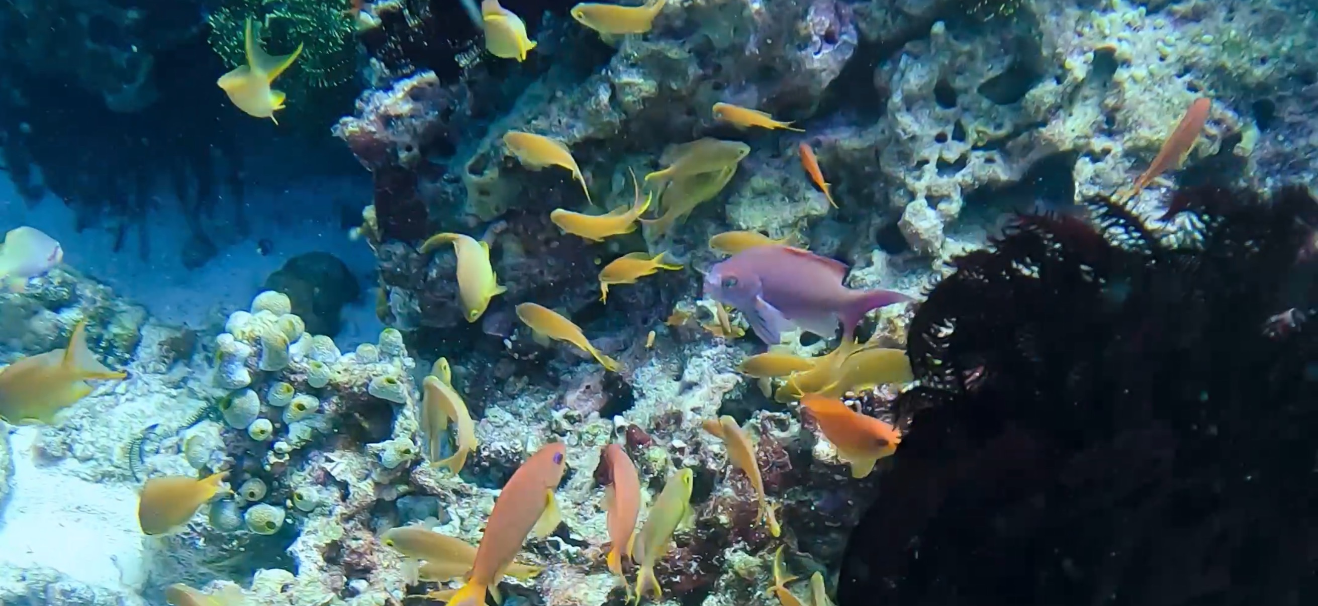 バリカサグ島 ( Balicasag Island ) でダイビング 20250118