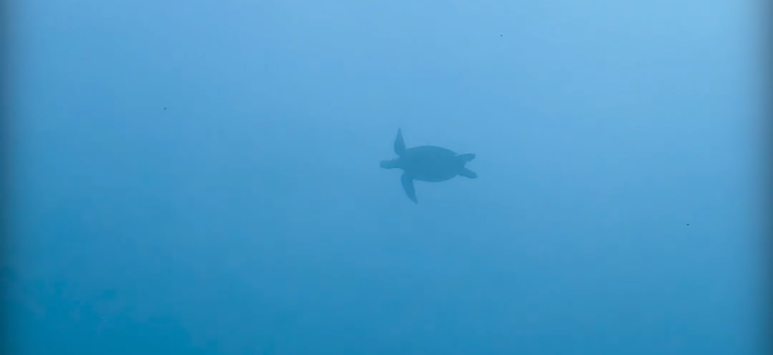 カメ バリカサグ島 ( Balicasag Island ) でダイビング 20250118