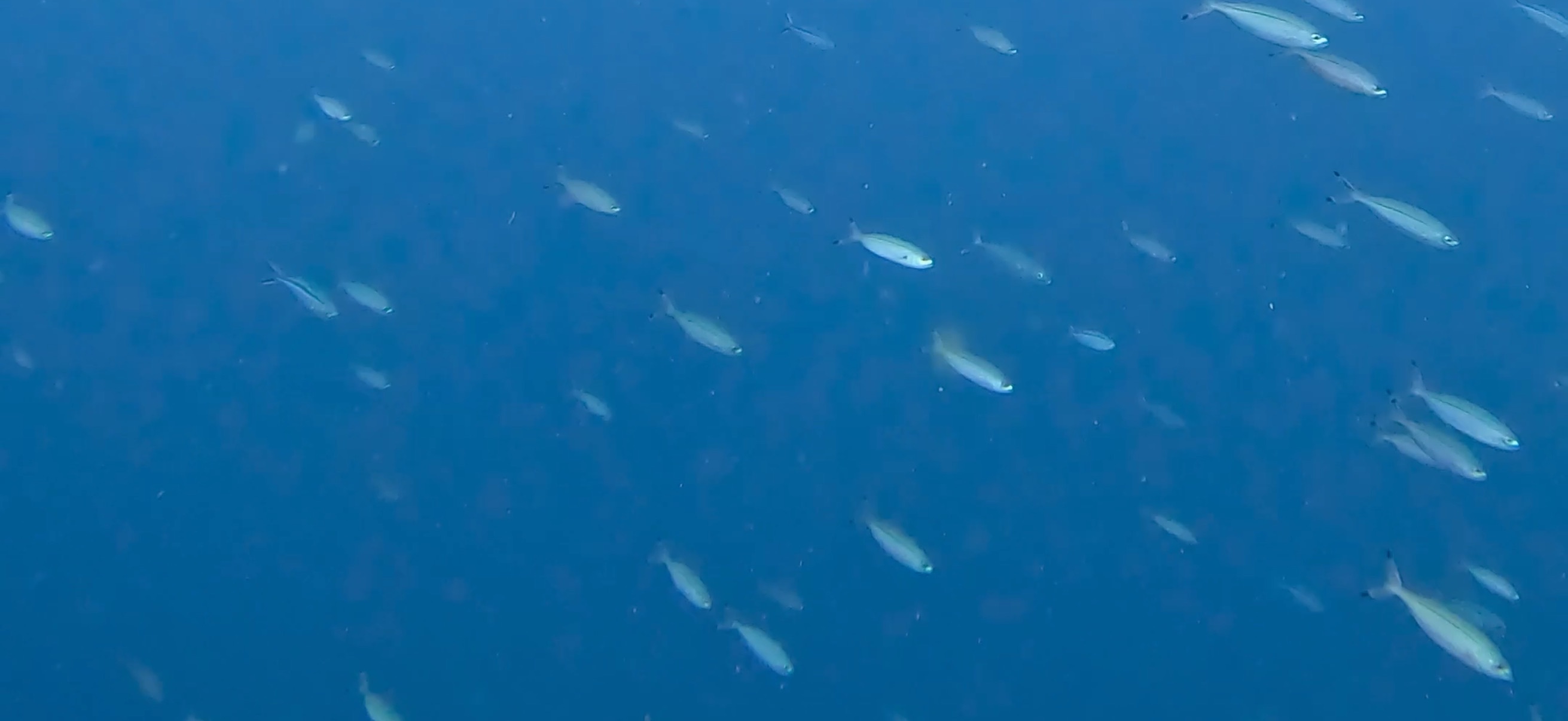 バリカサグ島 ( Balicasag Island ) でダイビング 20250118