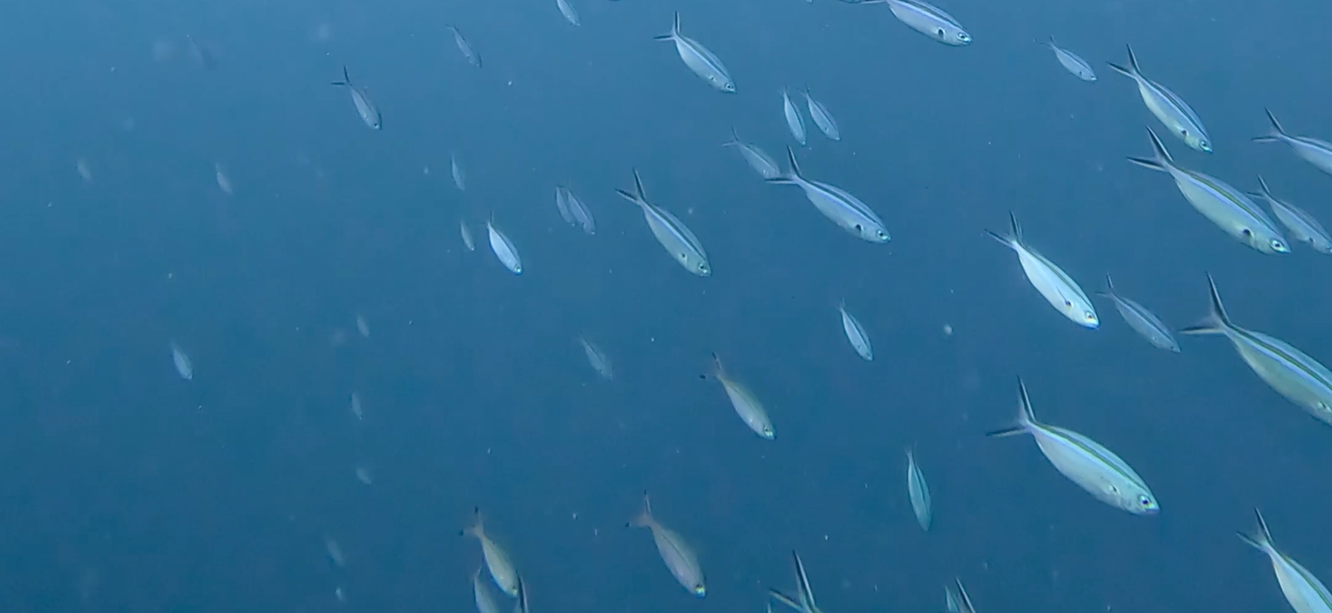 バリカサグ島 ( Balicasag Island ) でダイビング 20250118