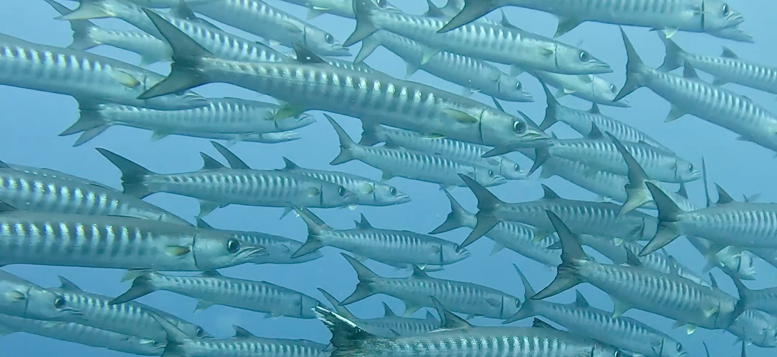 バラクーダの群れ バリカサグ島 ( Balicasag Island ) でダイビング 20250118