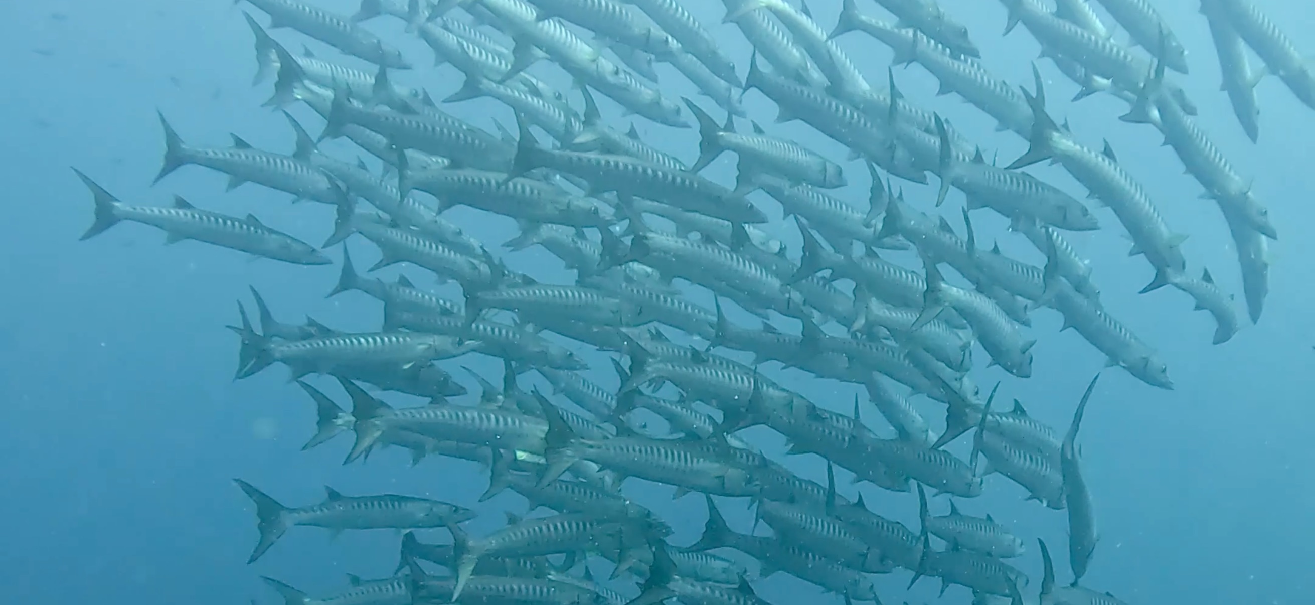 バラクーダの群れ バリカサグ島 ( Balicasag Island ) でダイビング 20250118