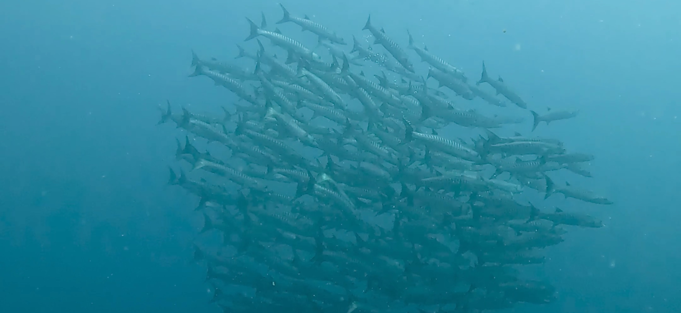バラクーダの群れ バリカサグ島 ( Balicasag Island ) でダイビング 20250118