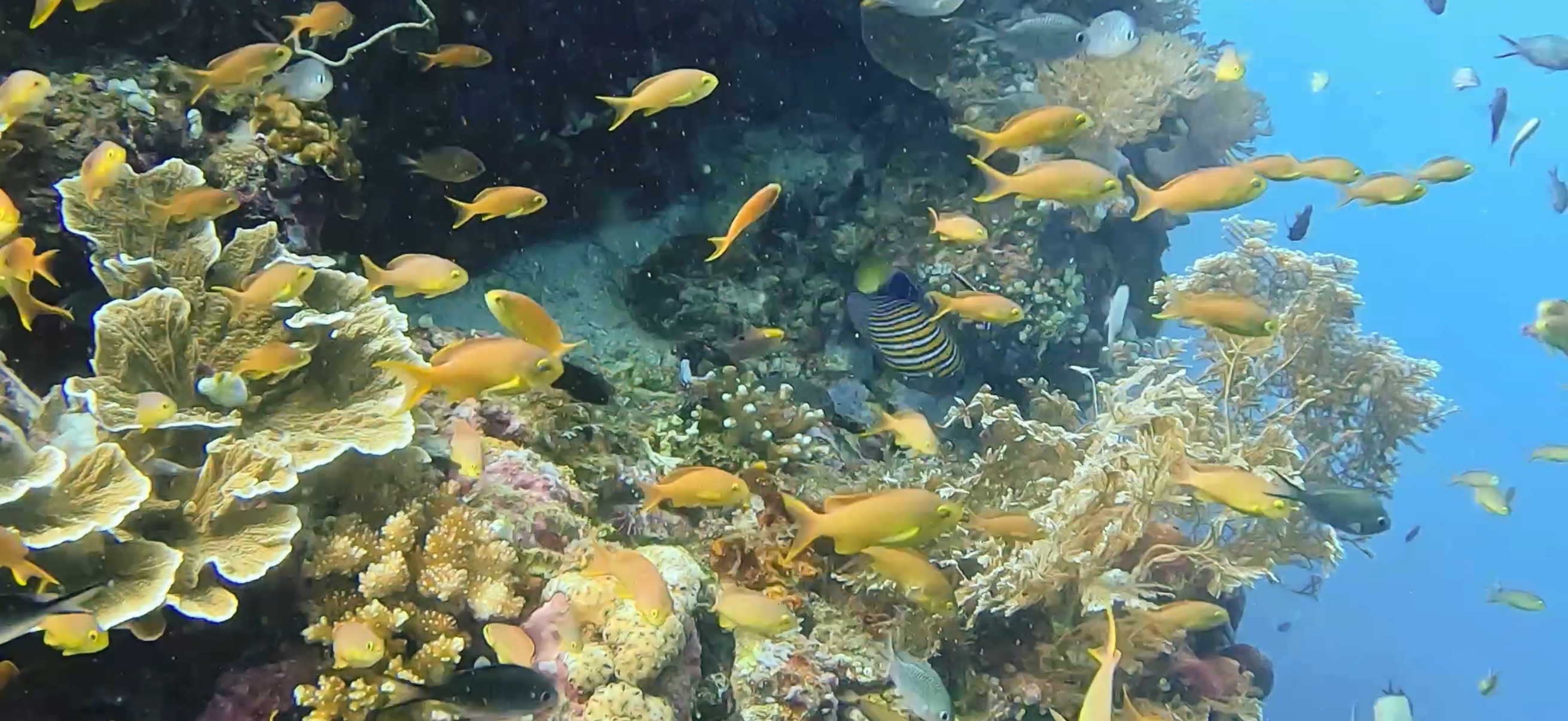 バリカサグ島 ( Balicasag Island ) でダイビング 20250118