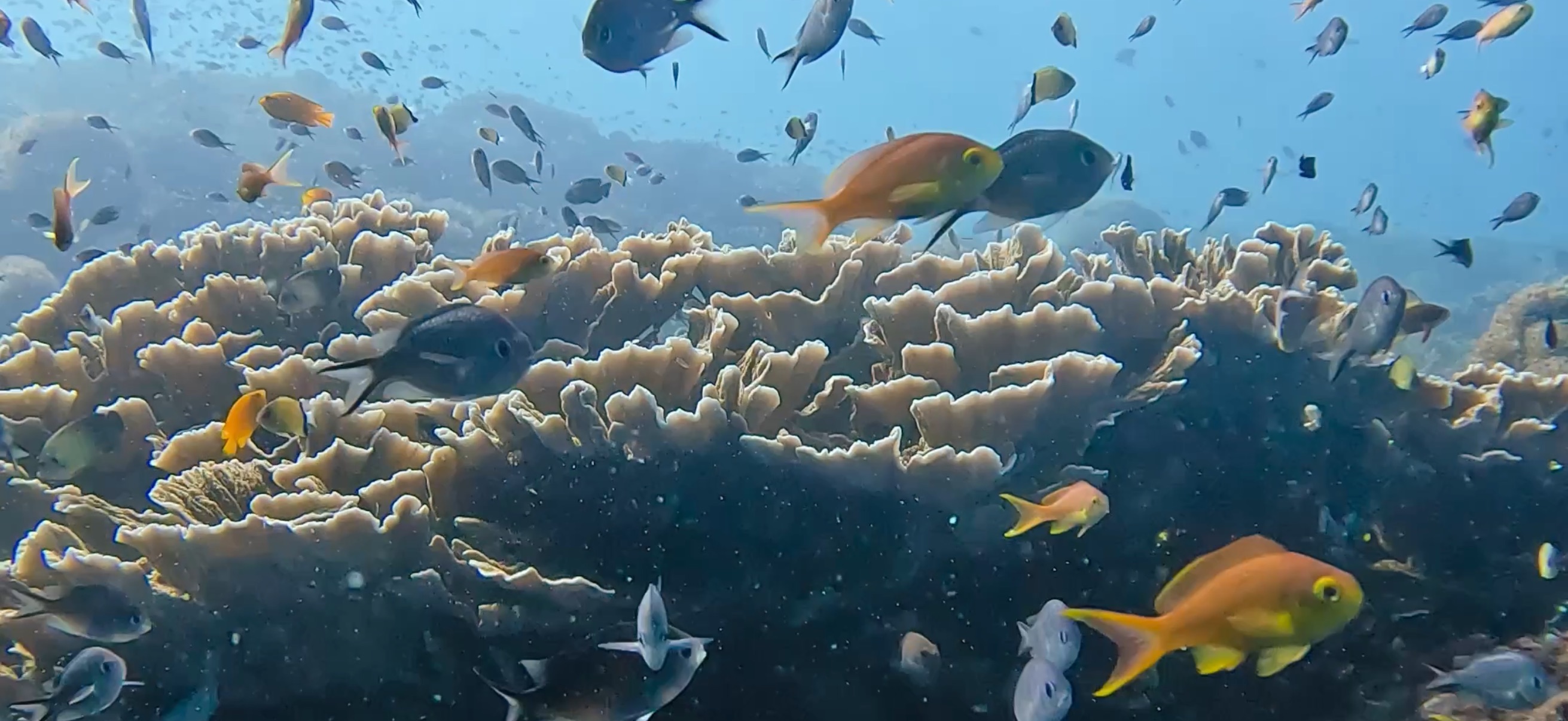 バリカサグ島 ( Balicasag Island ) でダイビング 20250118