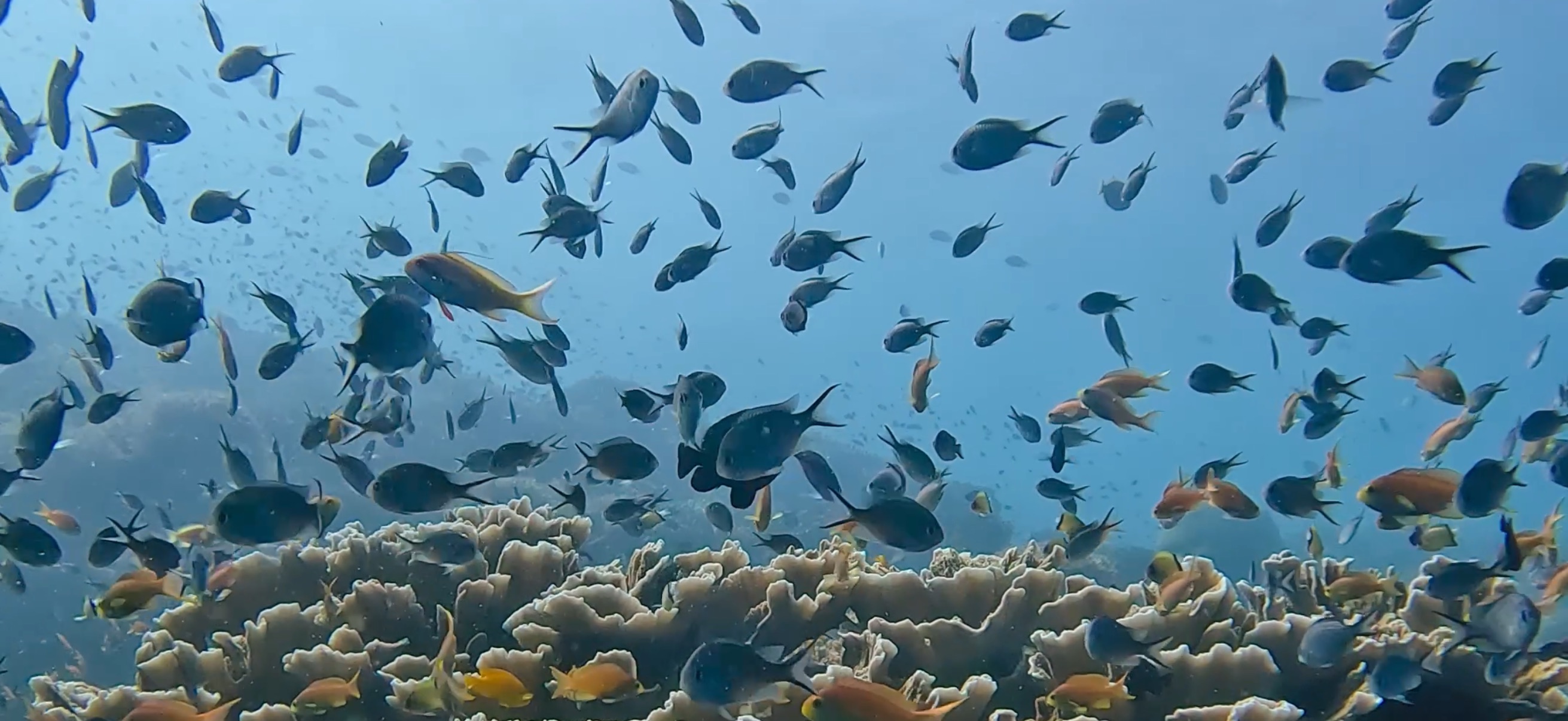 バリカサグ島 ( Balicasag Island ) でダイビング 20250118