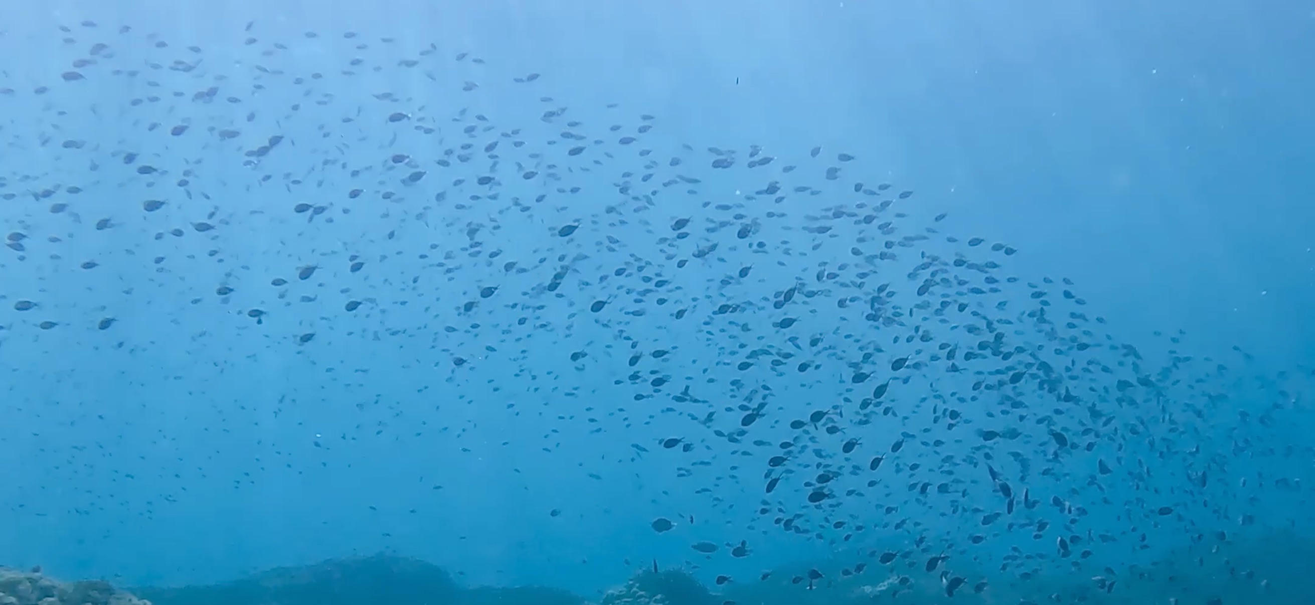 バリカサグ島 ( Balicasag Island ) でダイビング 20250118