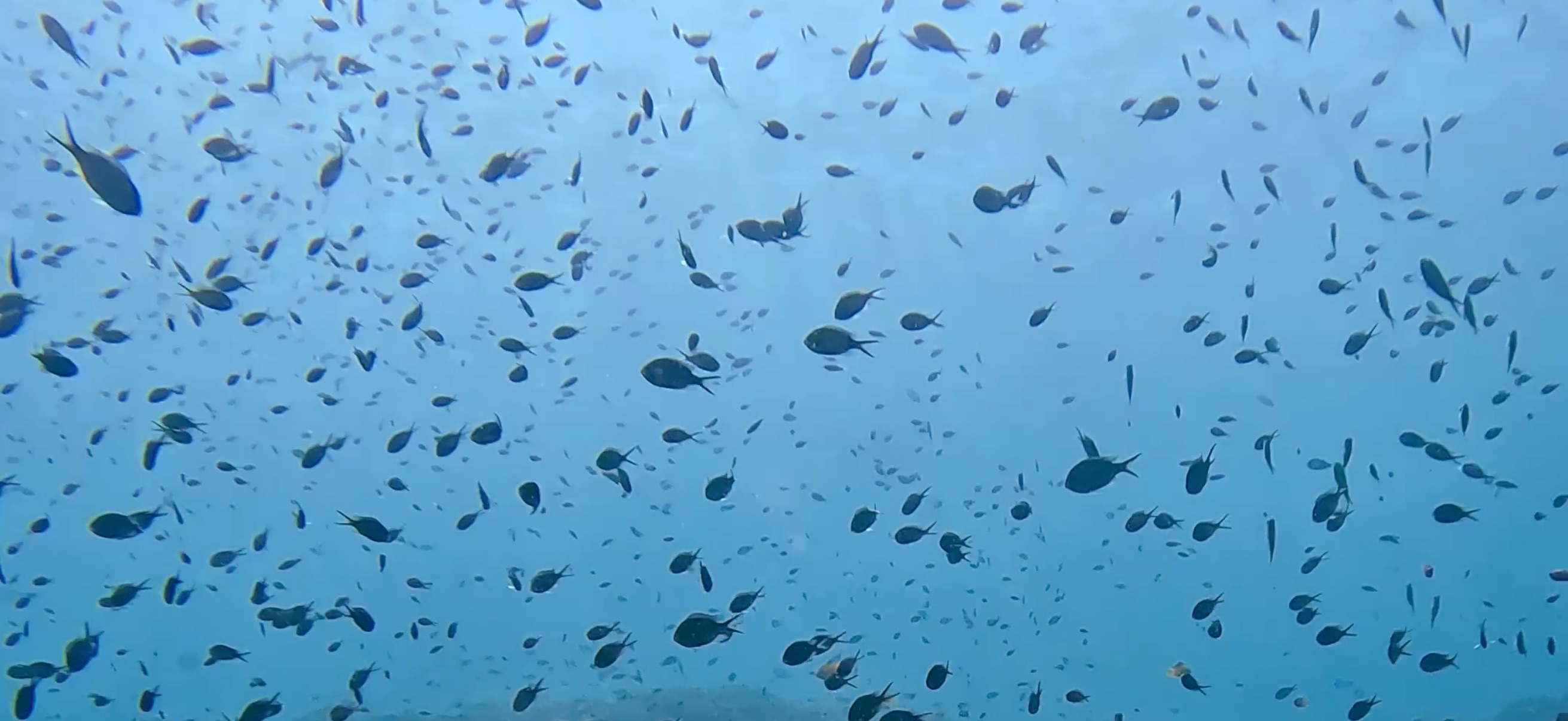 バリカサグ島 ( Balicasag Island ) でダイビング 20250118