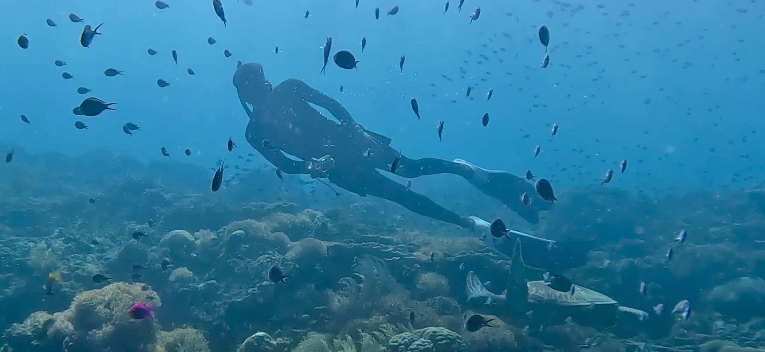 バリカサグ島 ( Balicasag Island ) でダイビング 20250118