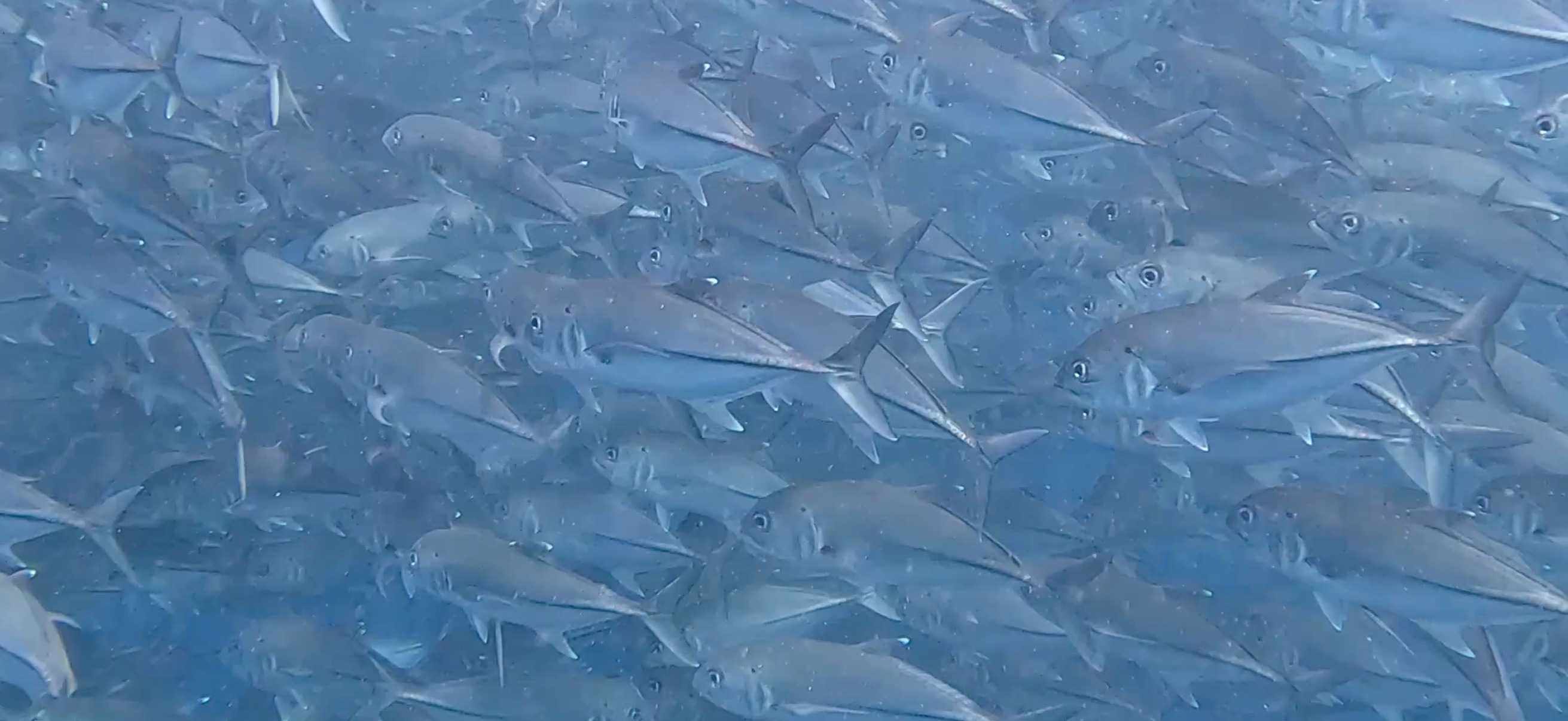 ギンガメアジの大群 バリカサグ島 ( Balicasag Island ) でダイビング 20250118