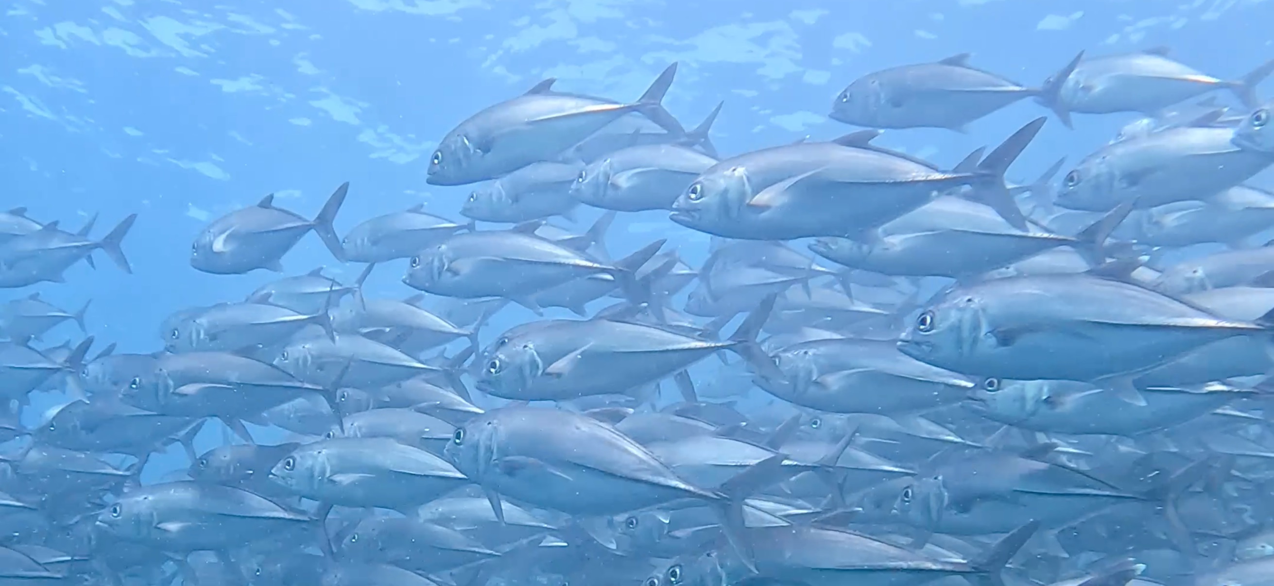 ギンガメアジの大群 バリカサグ島 ( Balicasag Island ) でダイビング 20250118