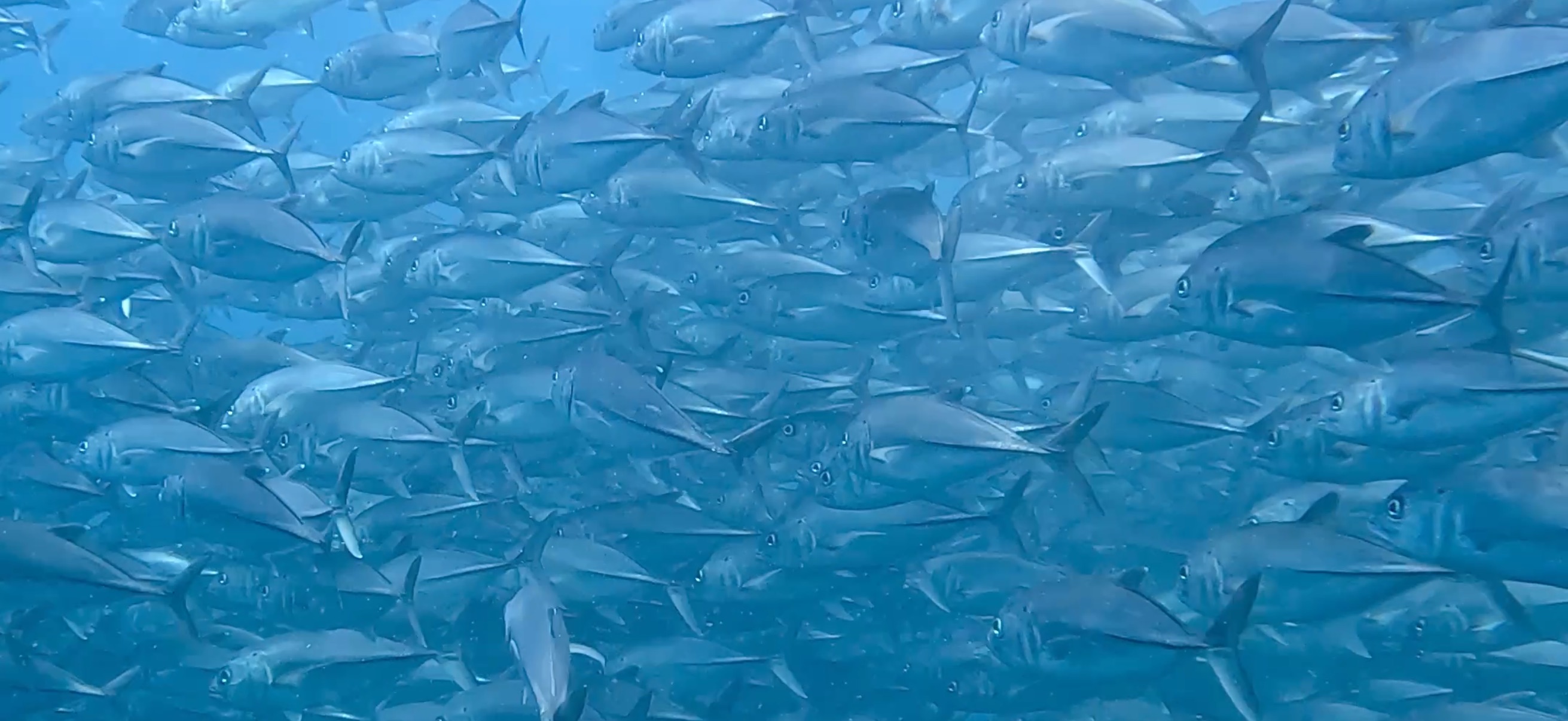 ギンガメアジの大群 バリカサグ島 ( Balicasag Island ) でダイビング 20250118