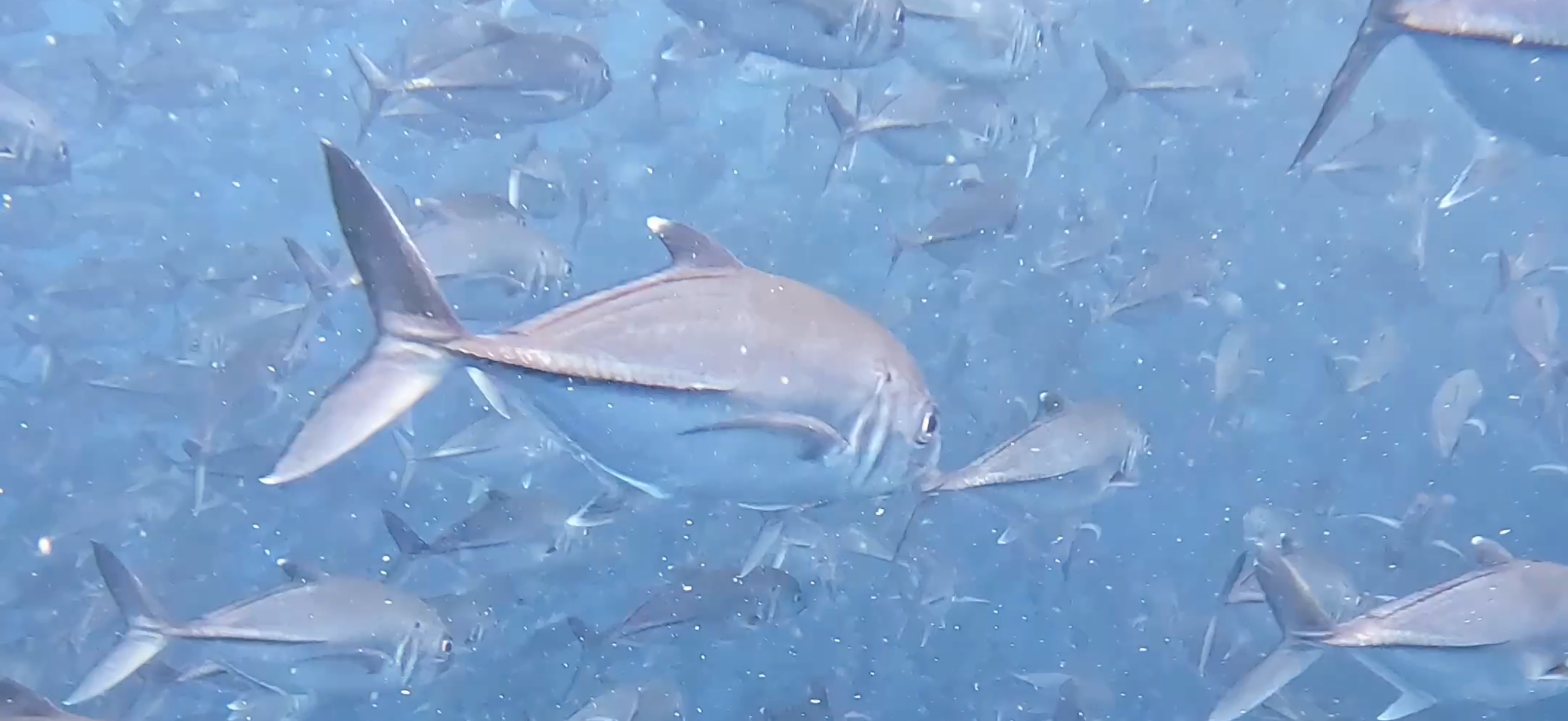 ギンガメアジの大群 バリカサグ島 ( Balicasag Island ) でダイビング 20250118