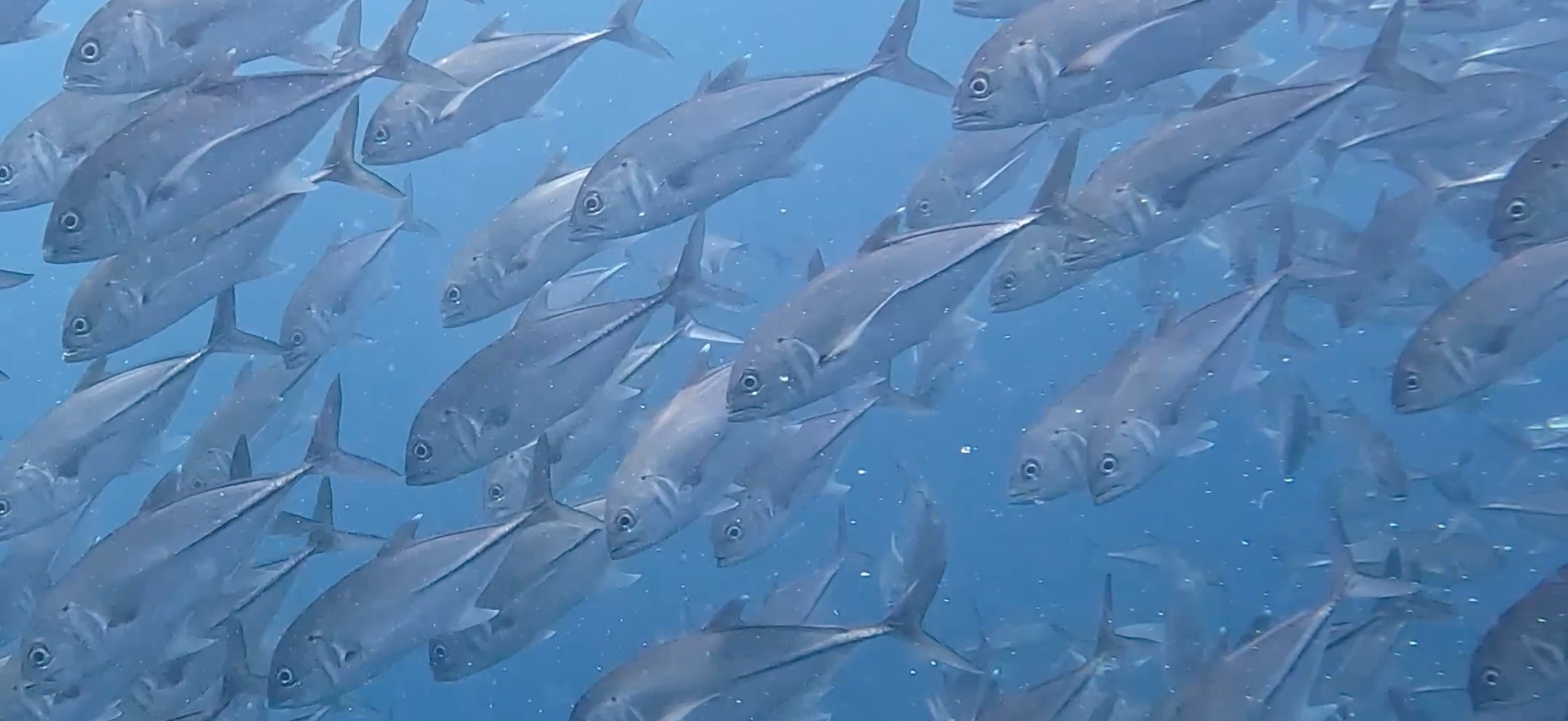 ギンガメアジの大群 バリカサグ島 ( Balicasag Island ) でダイビング 20250118