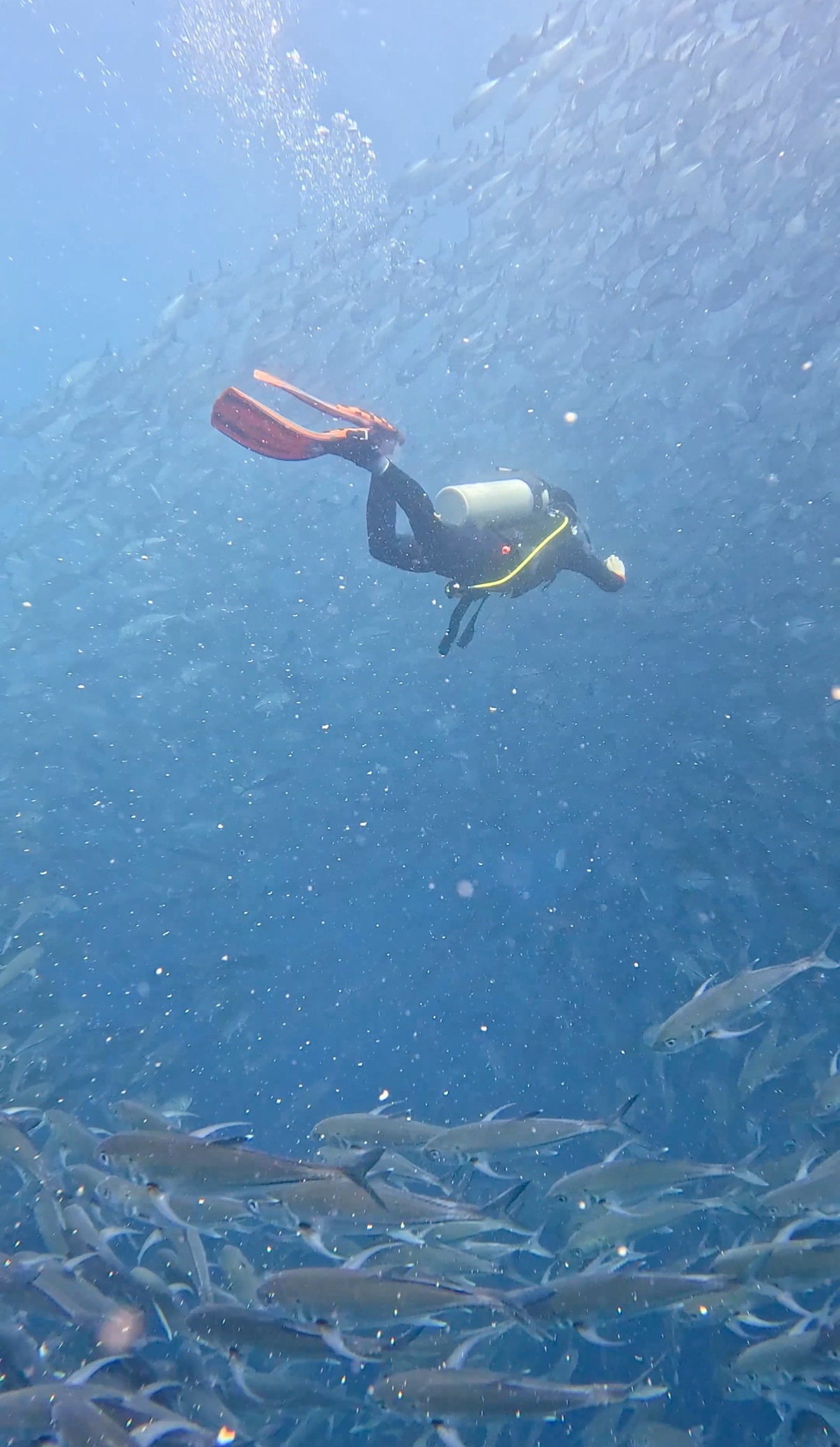 ギンガメアジの大群 バリカサグ島 ( Balicasag Island ) でダイビング 20250118