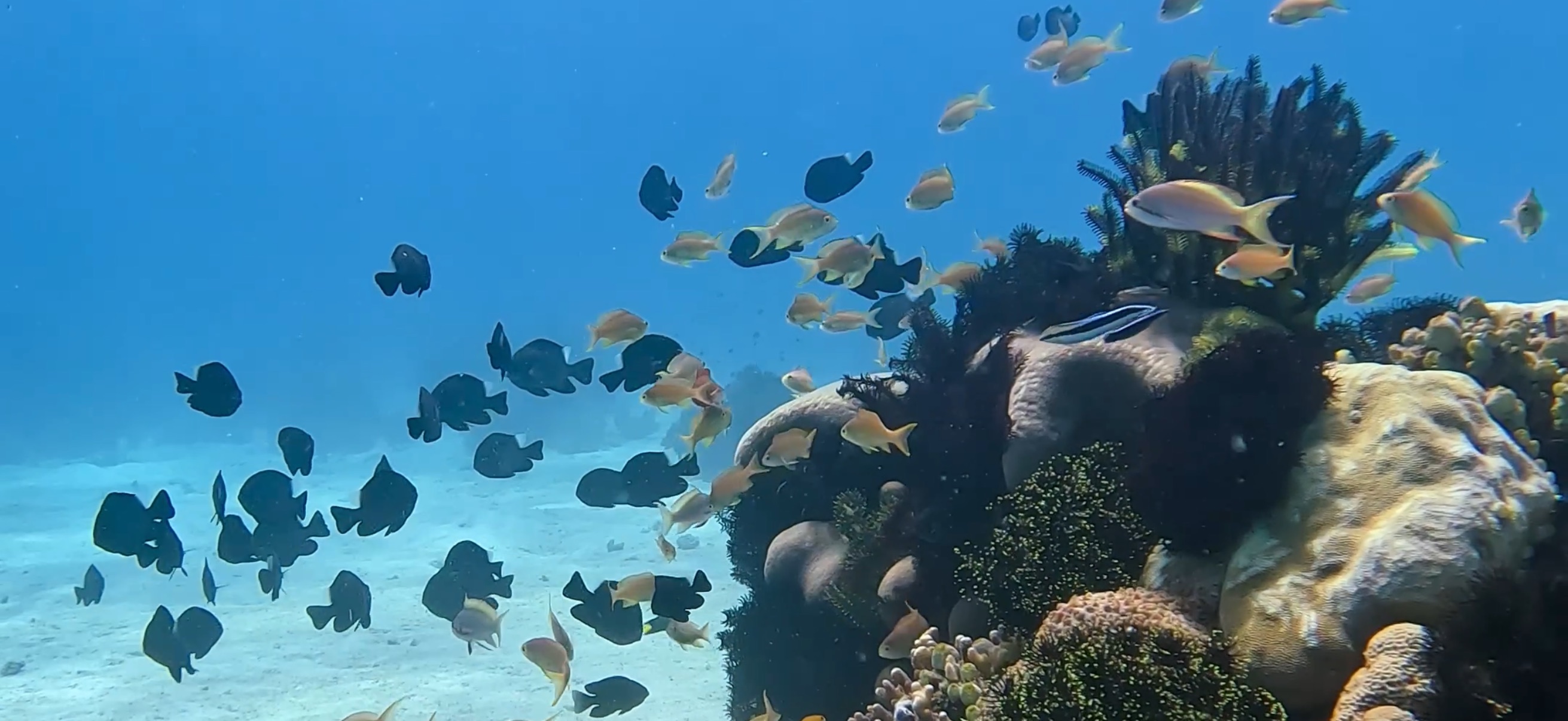 バリカサグ島 ( Balicasag Island ) でダイビング 20250118