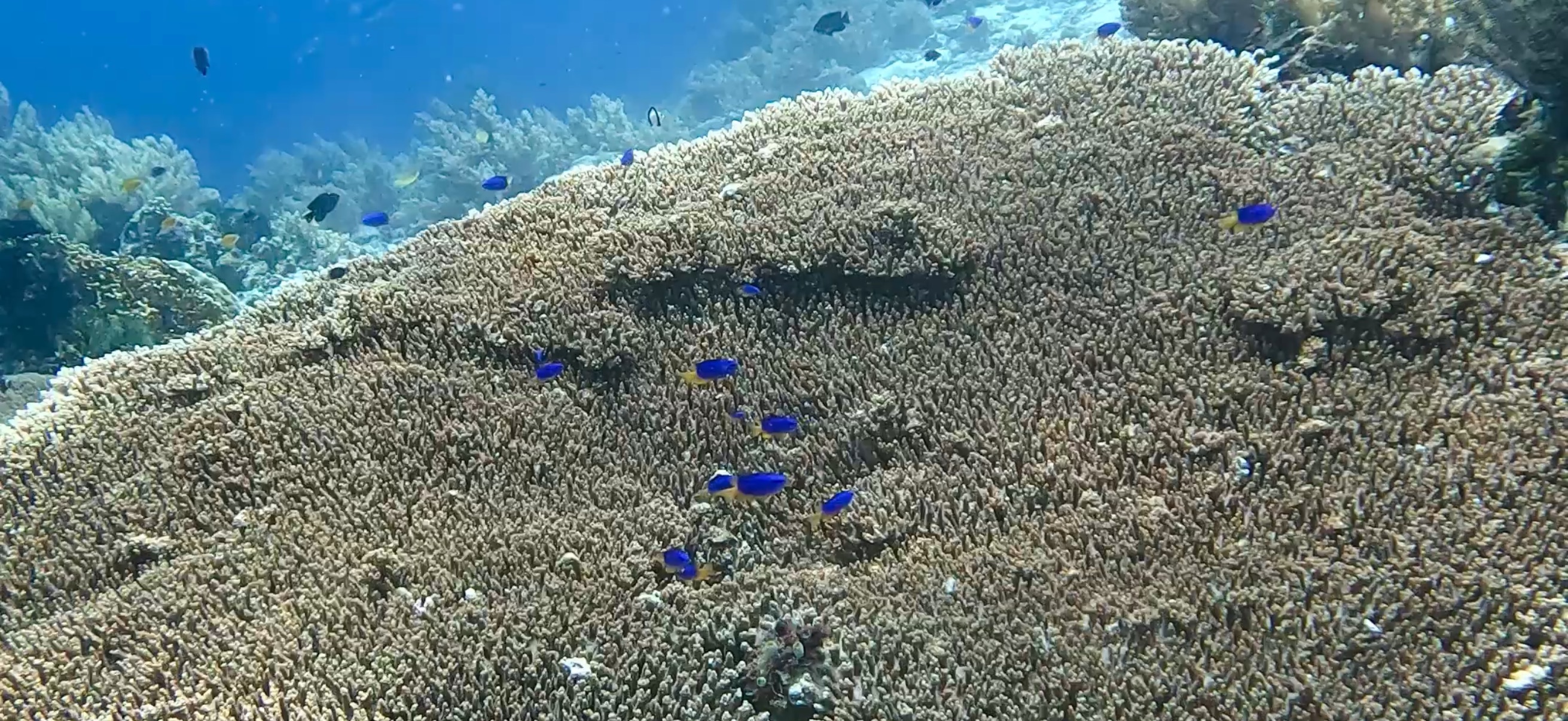 バリカサグ島 ( Balicasag Island ) でダイビング 20250118