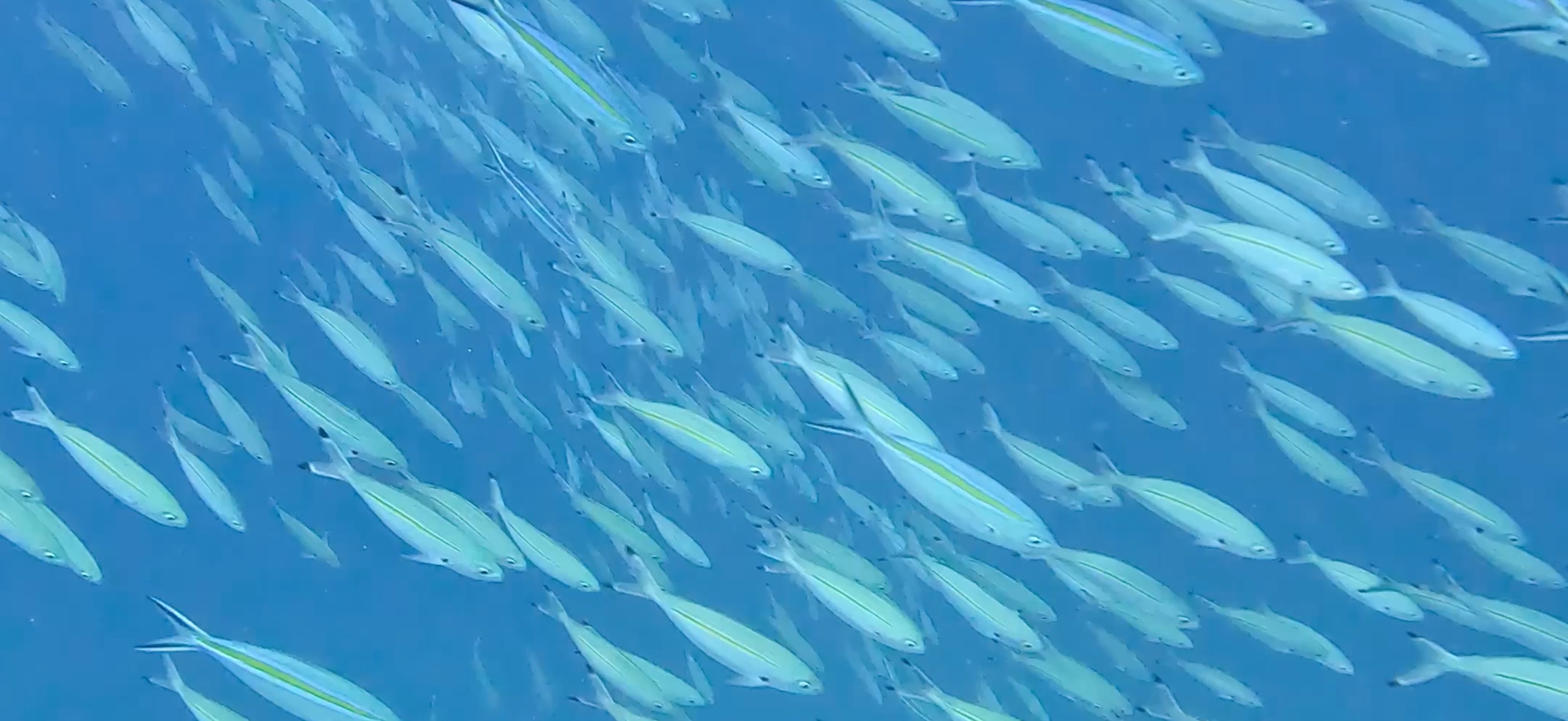 ササムロの群れ バリカサグ島 ( Balicasag Island ) でダイビング 20250118