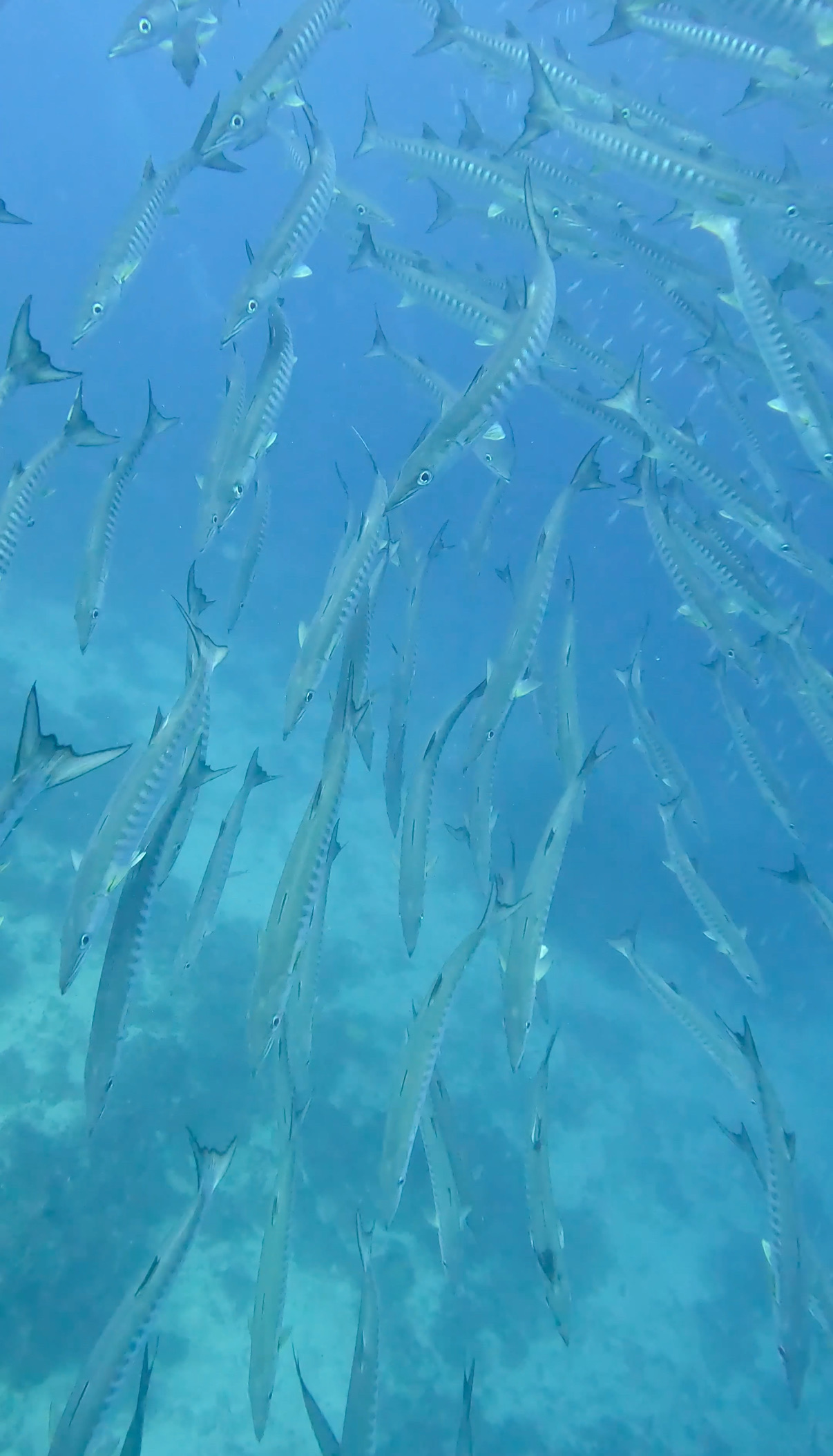 バラクーダの群れ バリカサグ島 ( Balicasag Island ) でダイビング 20250118