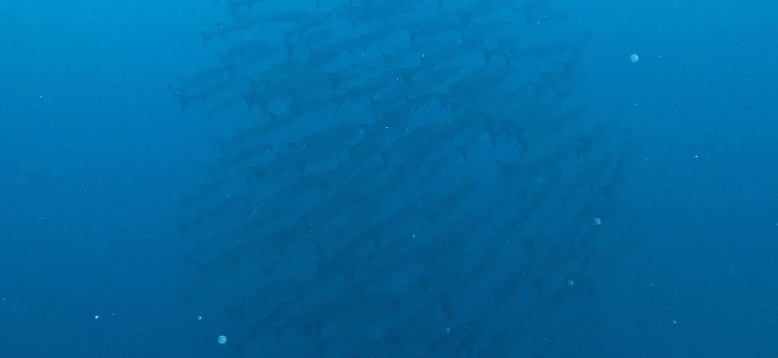 バラクーダの群れ バリカサグ島 ( Balicasag Island ) でダイビング 20250118