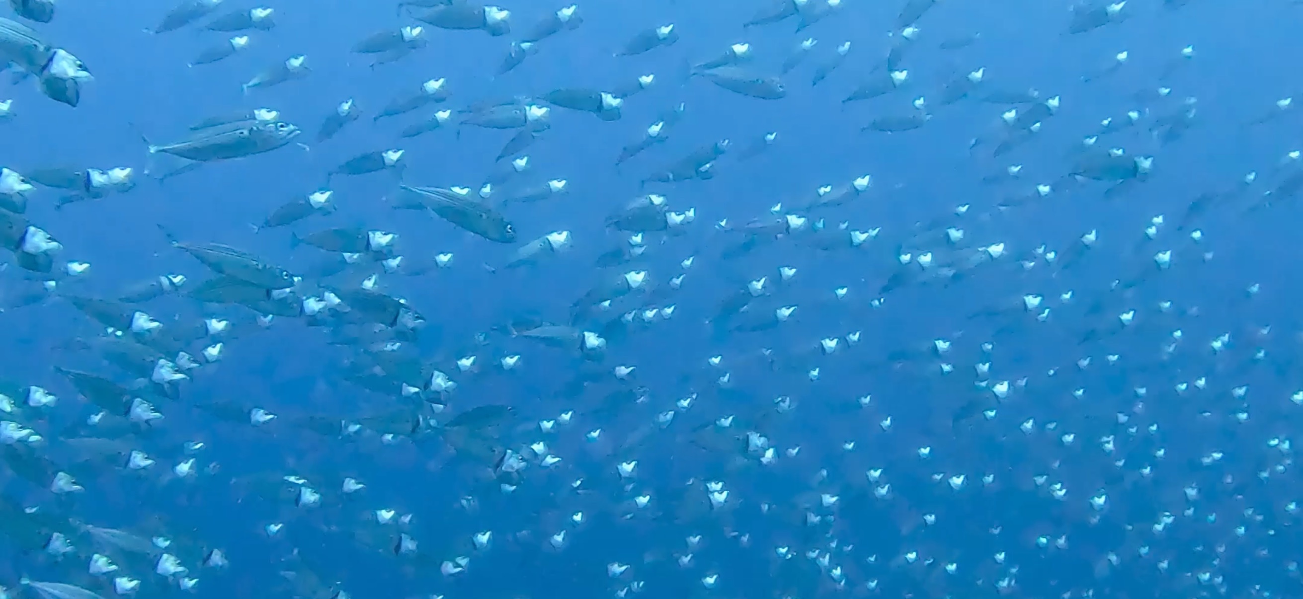 グルクマの群れ バリカサグ島 ( Balicasag Island ) でダイビング 20250118