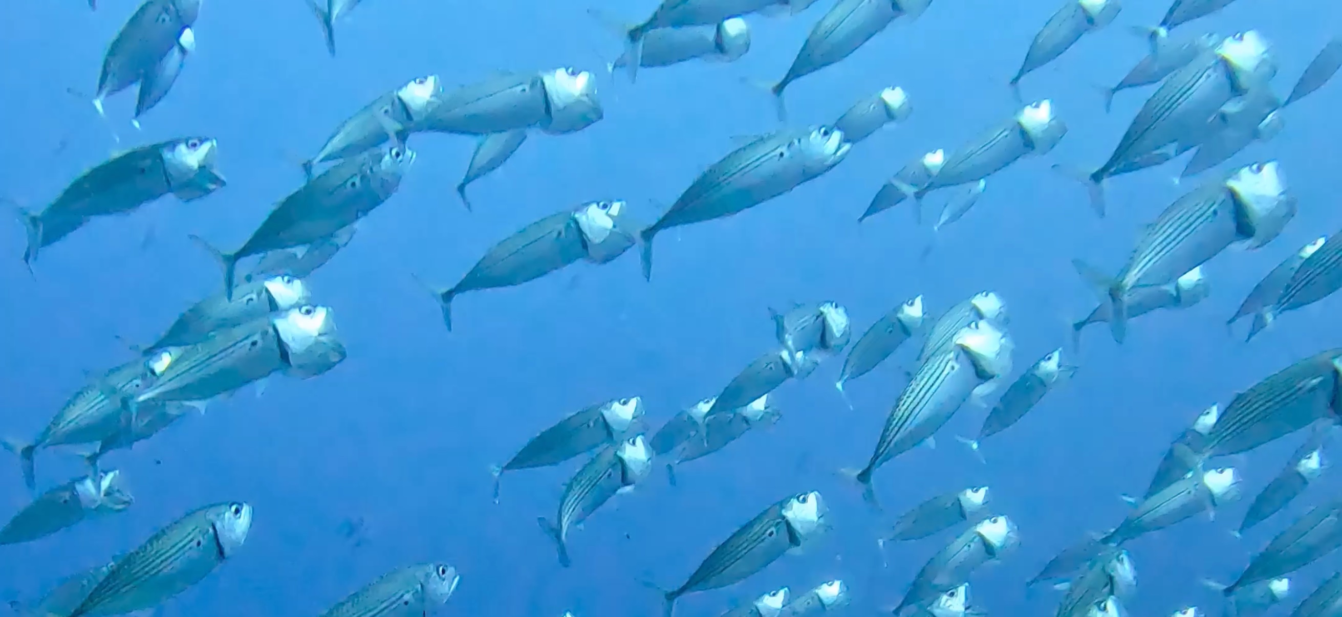 グルクマの群れ バリカサグ島 ( Balicasag Island ) でダイビング 20250118