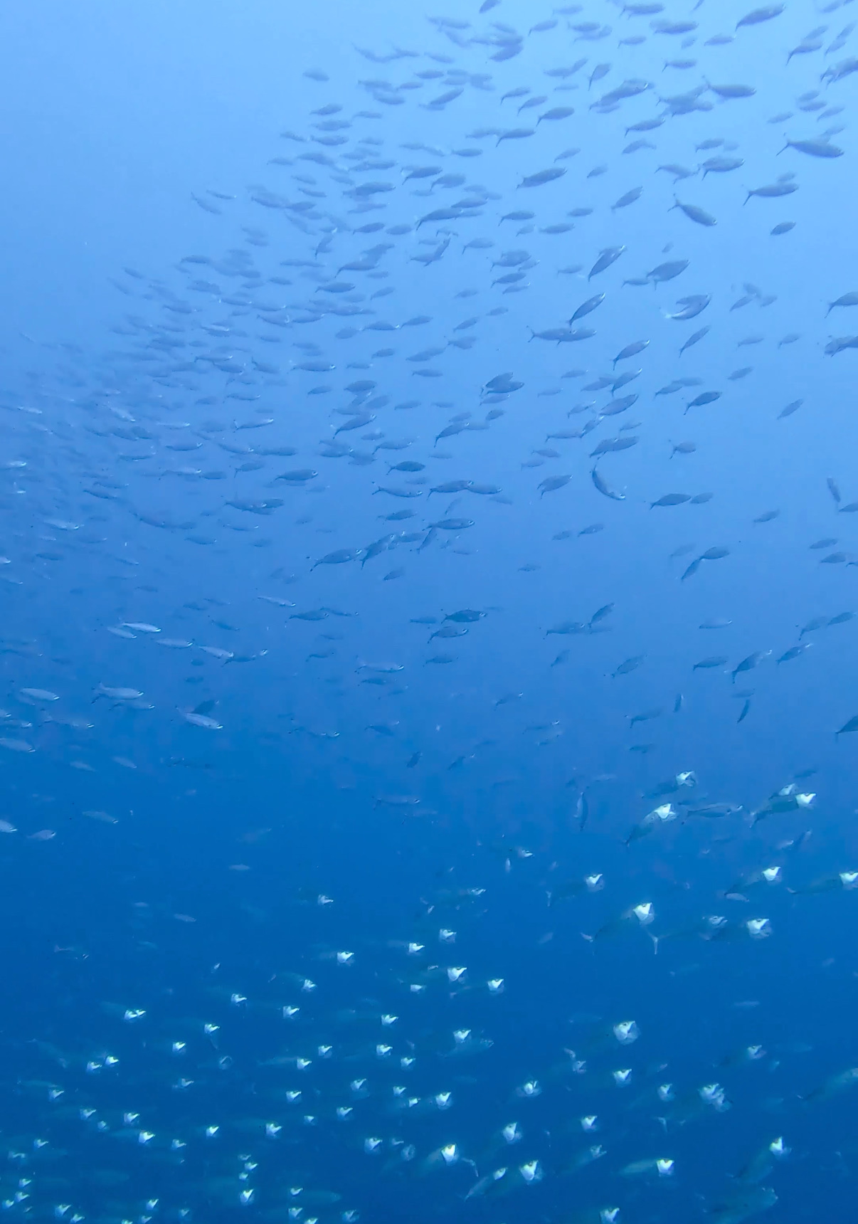 グルクマ バリカサグ島 ( Balicasag Island ) でダイビング 20250118