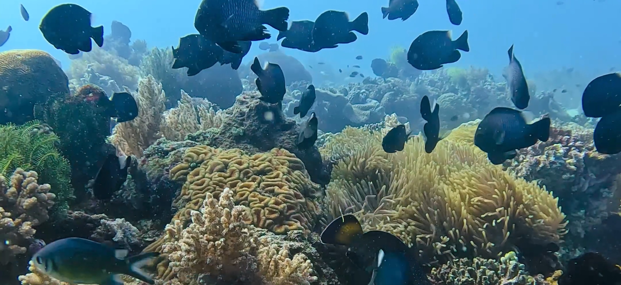 バリカサグ島 ( Balicasag Island ) でダイビング 20250118