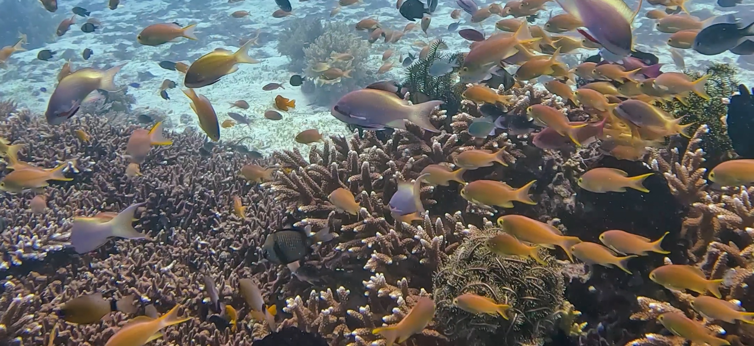 バリカサグ島 ( Balicasag Island ) でダイビング 20250118