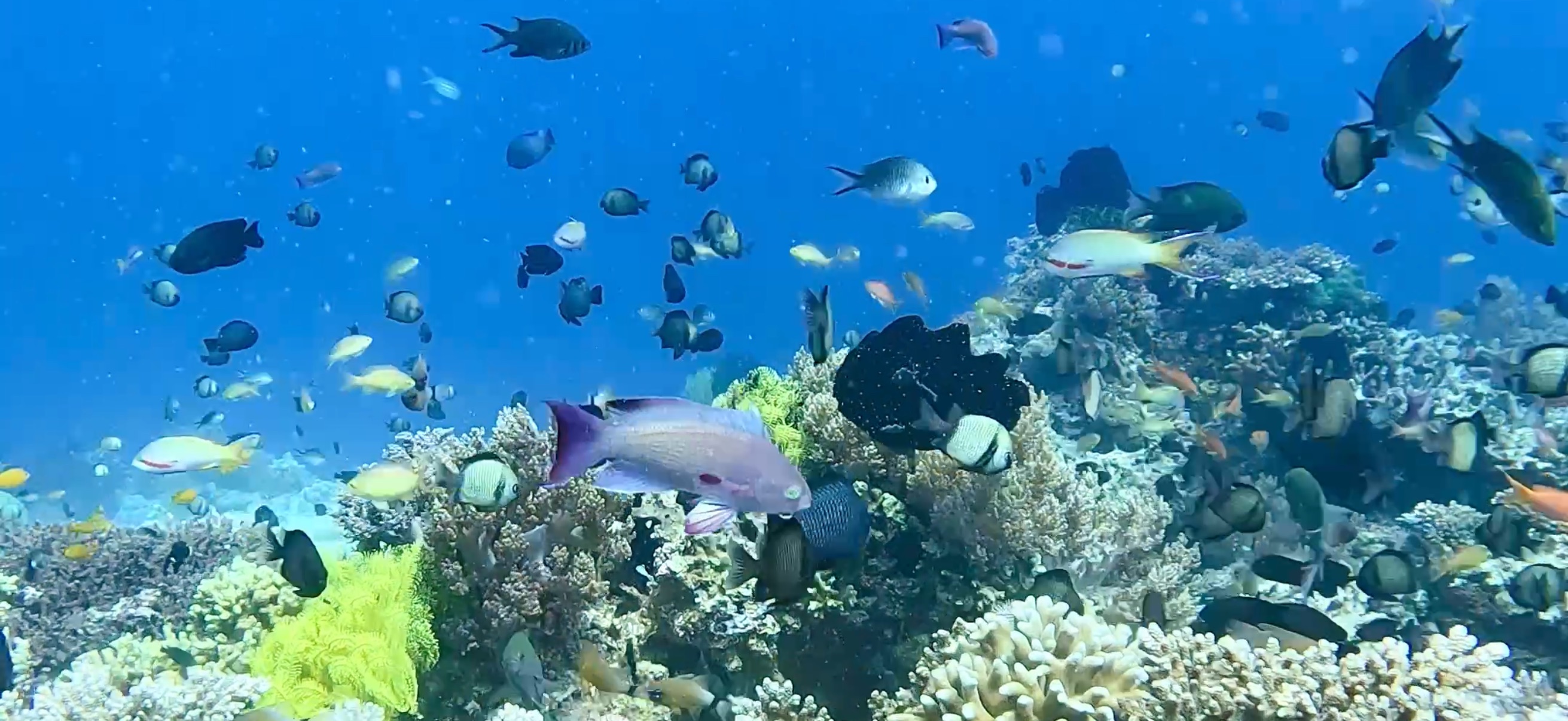 カエルアンコウ バリカサグ島 ( Balicasag Island ) でダイビング 20250118