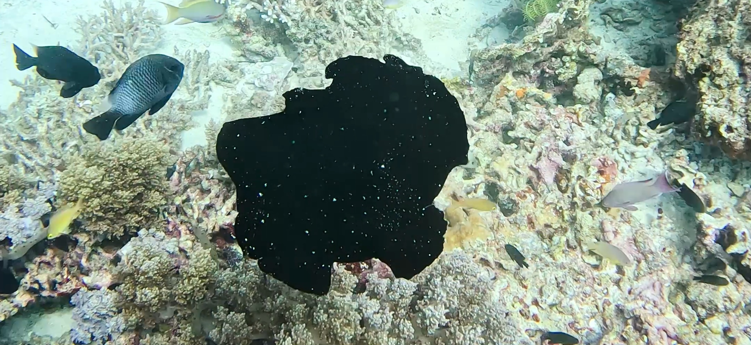 カエルアンコウ バリカサグ島 ( Balicasag Island ) でダイビング 20250118