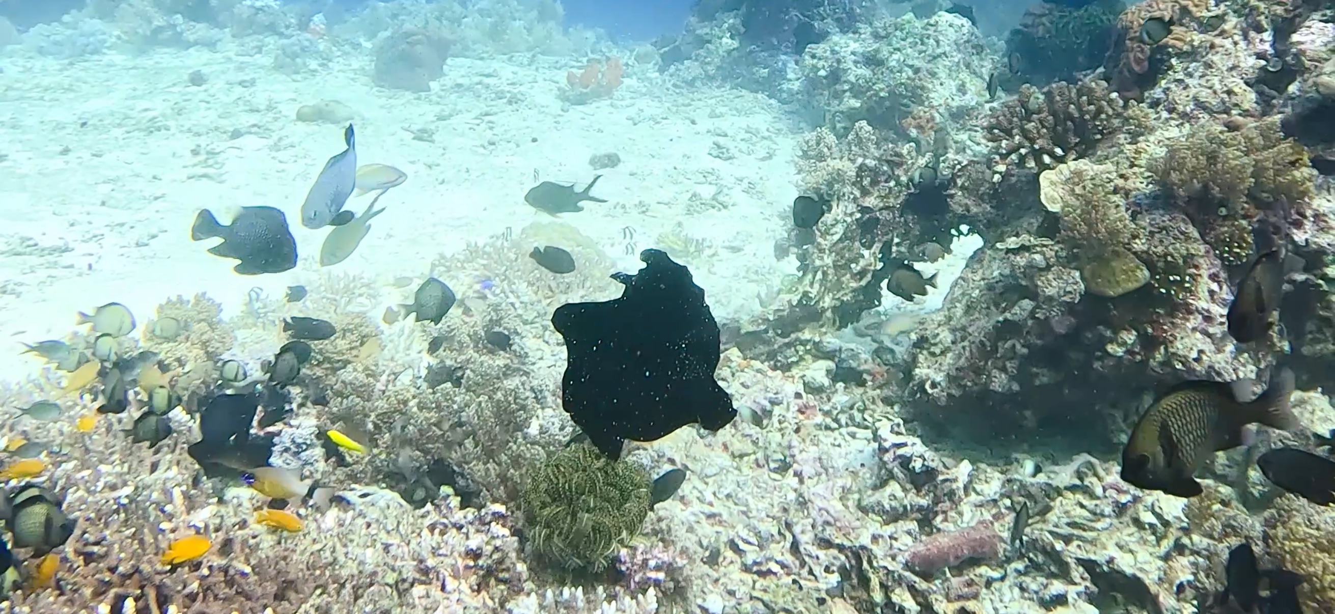 カエルアンコウ バリカサグ島 ( Balicasag Island ) でダイビング 20250118