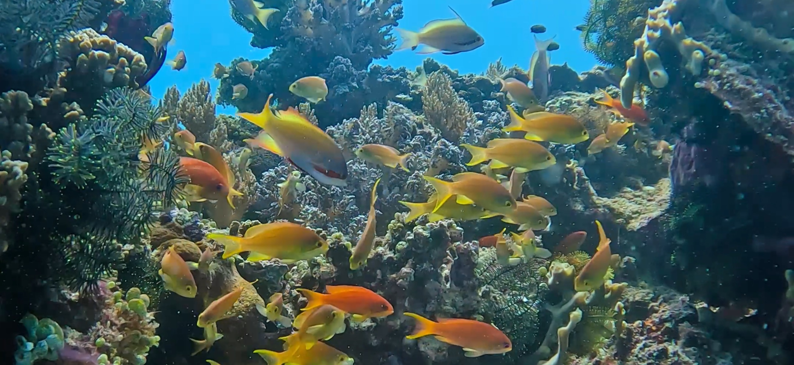 バリカサグ島 ( Balicasag Island ) でダイビング 20250118