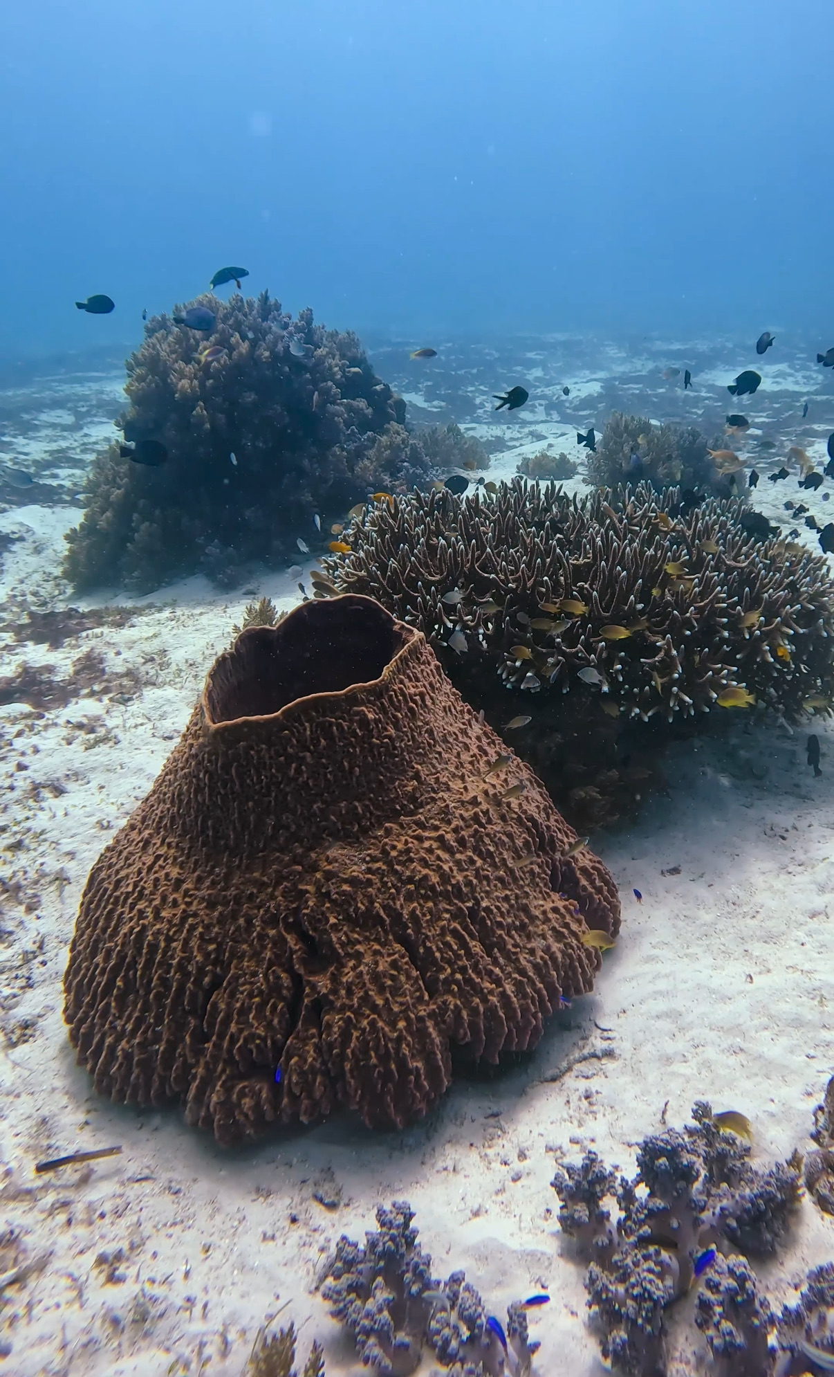 バリカサグ島 ( Balicasag Island ) でダイビング 20250118