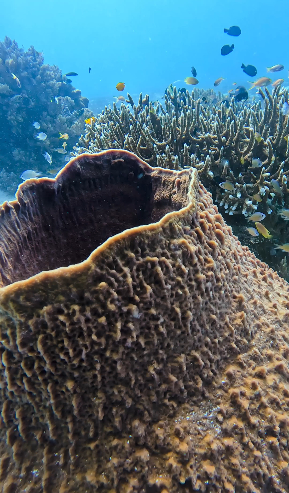 バリカサグ島 ( Balicasag Island ) でダイビング 20250118