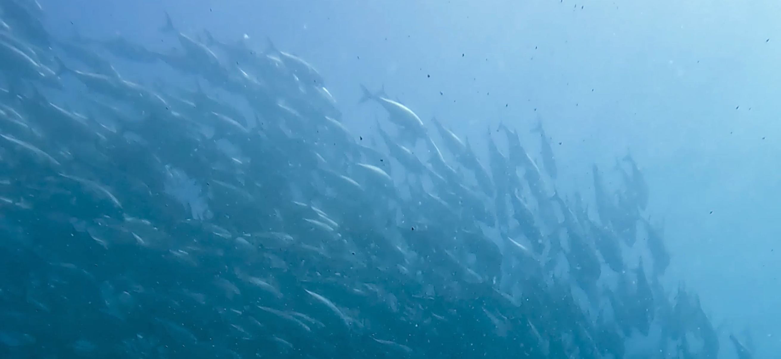 ギンガメアジの群れ  パミラカン島 ( Pamilacan Island ) でダイビング 20250119