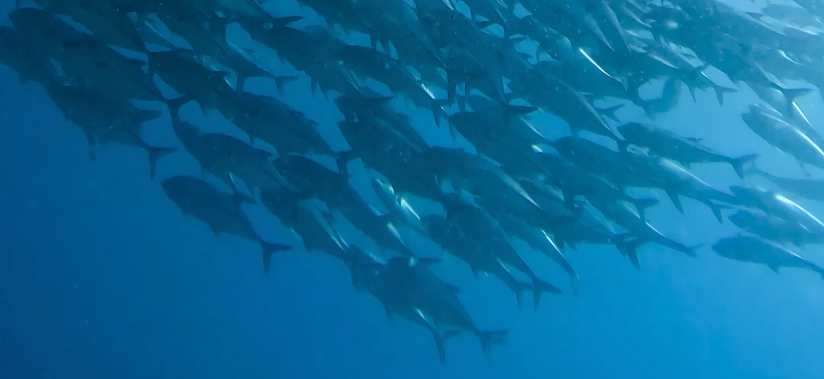 ギンガメアジの群れ  パミラカン島 ( Pamilacan Island ) でダイビング 20250119