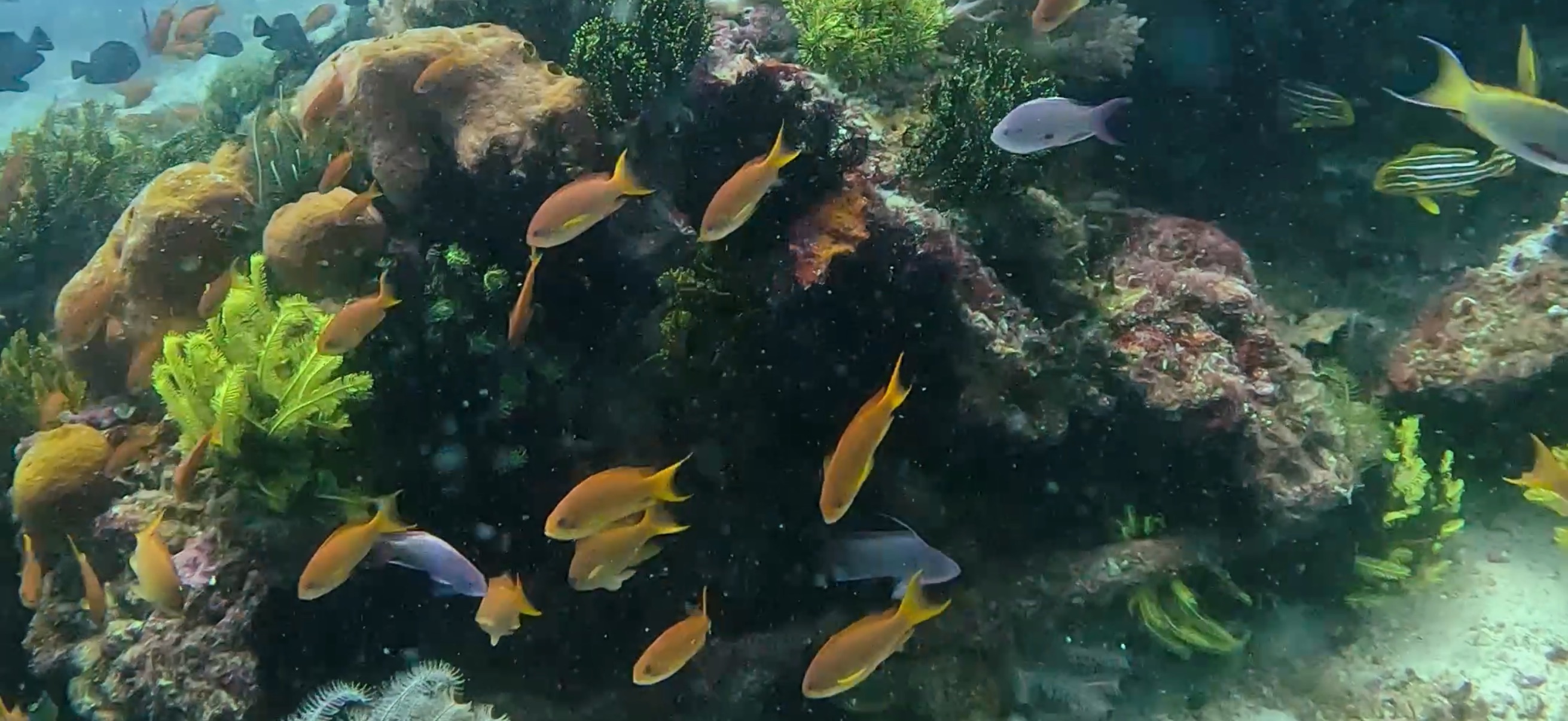 パミラカン島 ( Pamilacan Island ) でダイビング 20250119