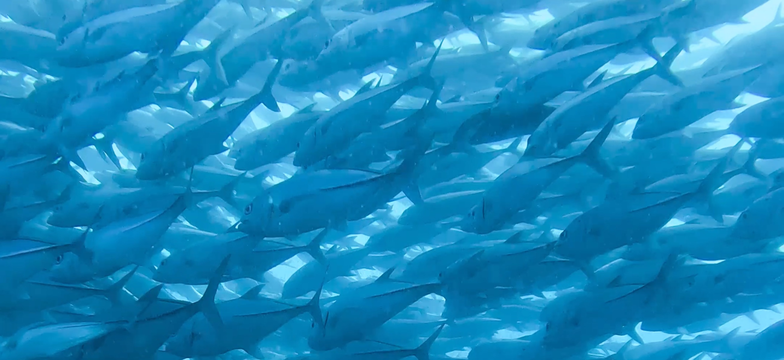 ギンガメアジの群れ パミラカン島 ( Pamilacan Island ) でダイビング 20250119