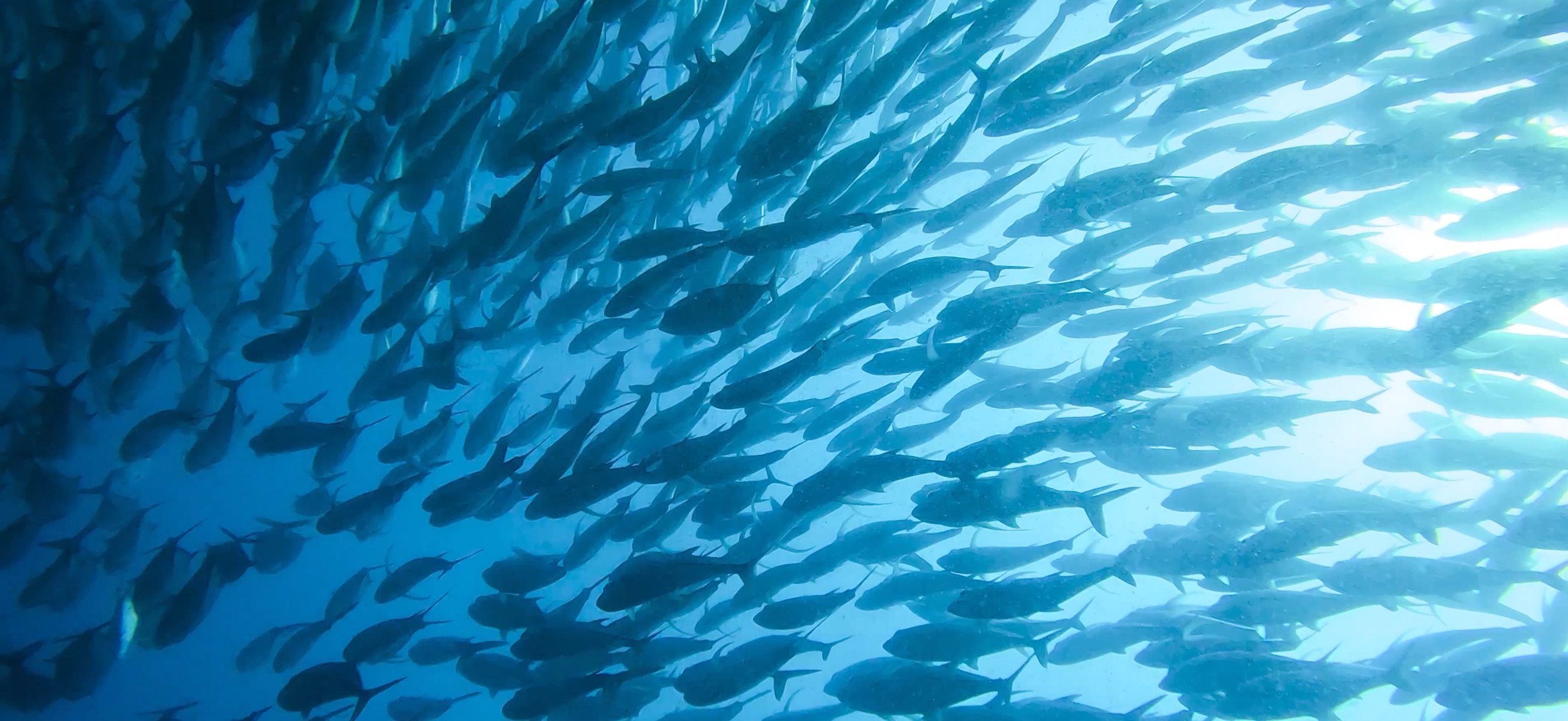 ギンガメアジの群れ パミラカン島 ( Pamilacan Island ) でダイビング 20250119