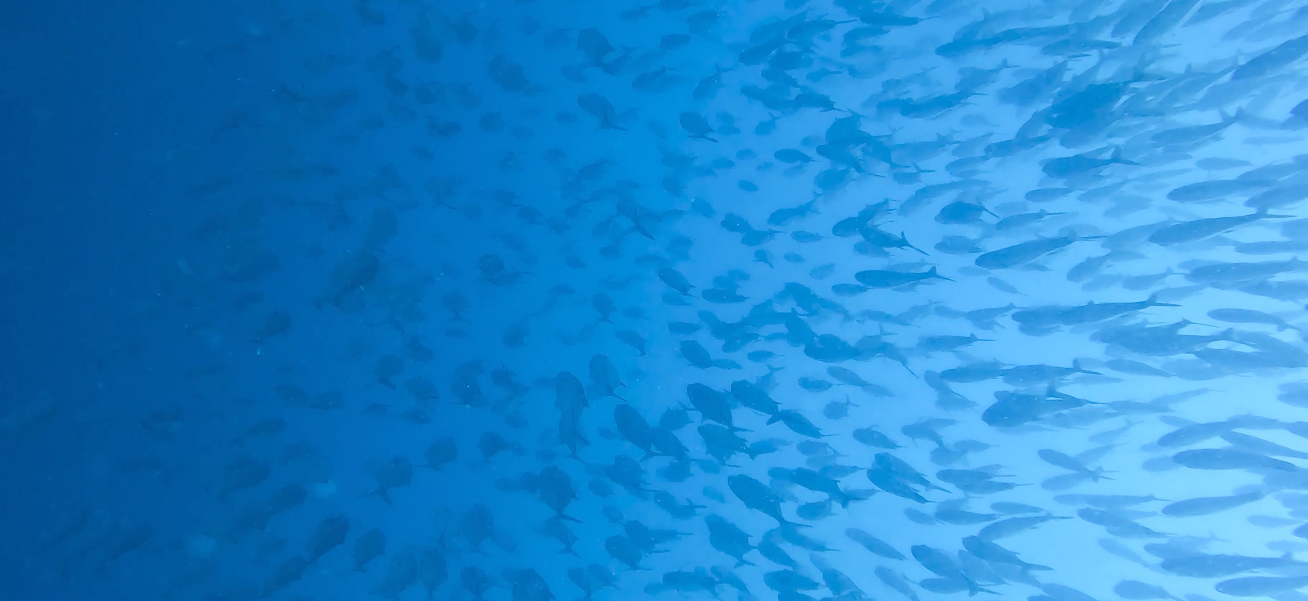 ギンガメアジの群れ パミラカン島 ( Pamilacan Island ) でダイビング 20250119