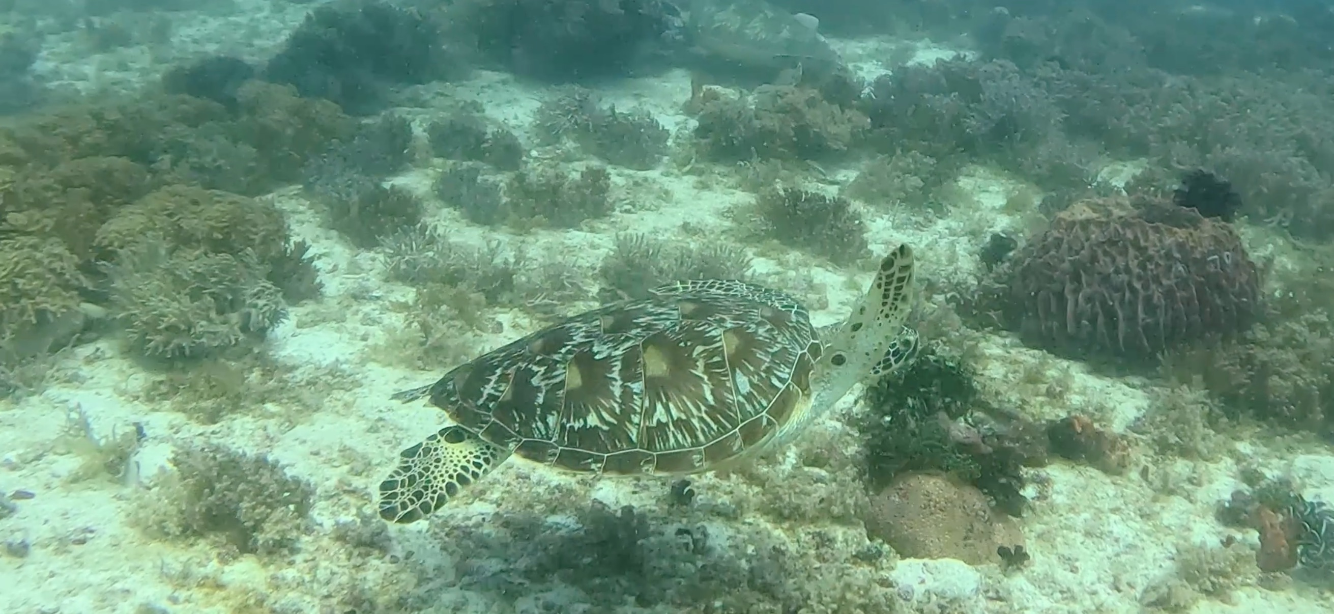 ウミガメ パミラカン島 ( Pamilacan Island ) でダイビング 20250119