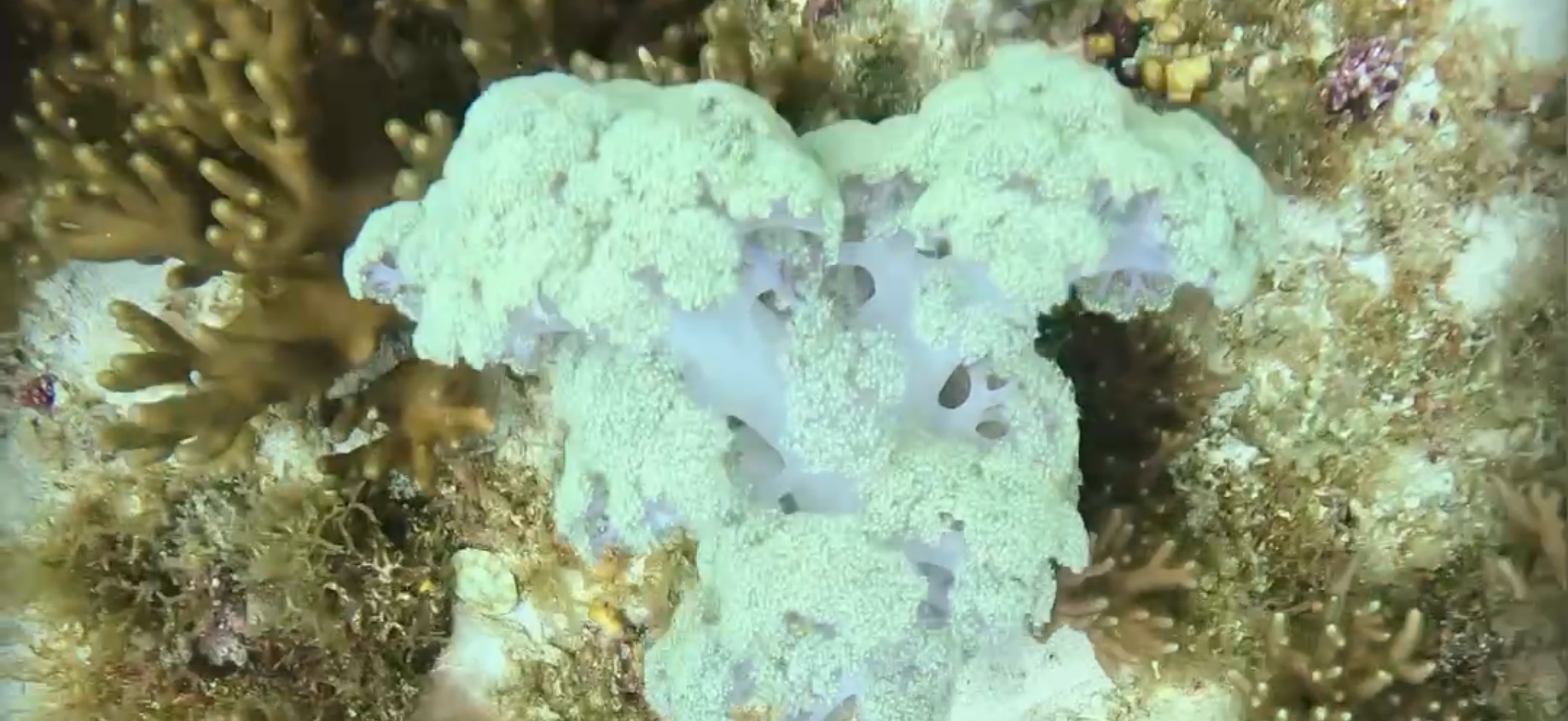 パミラカン島 ( Pamilacan Island ) でダイビング 20250119