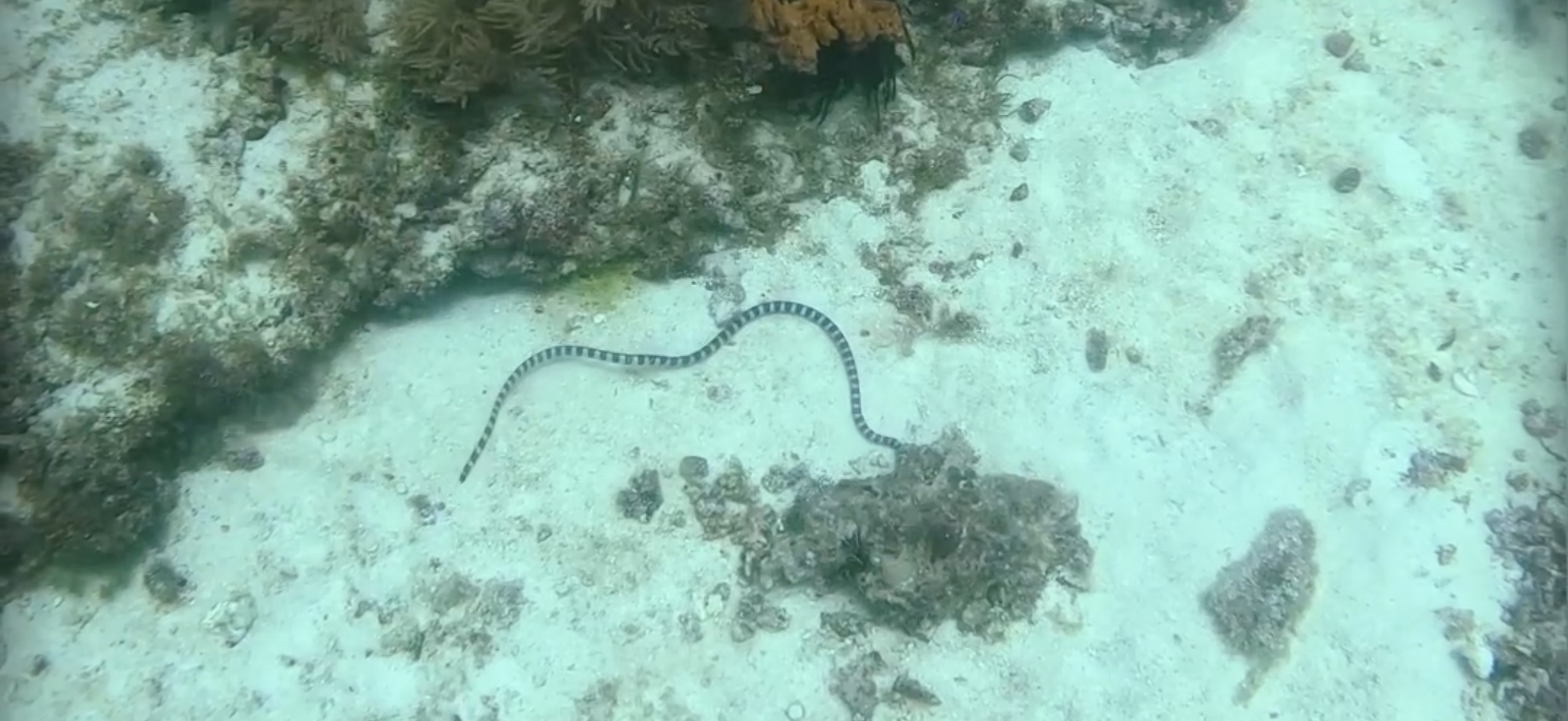 パミラカン島 ( Pamilacan Island ) でダイビング 20250119