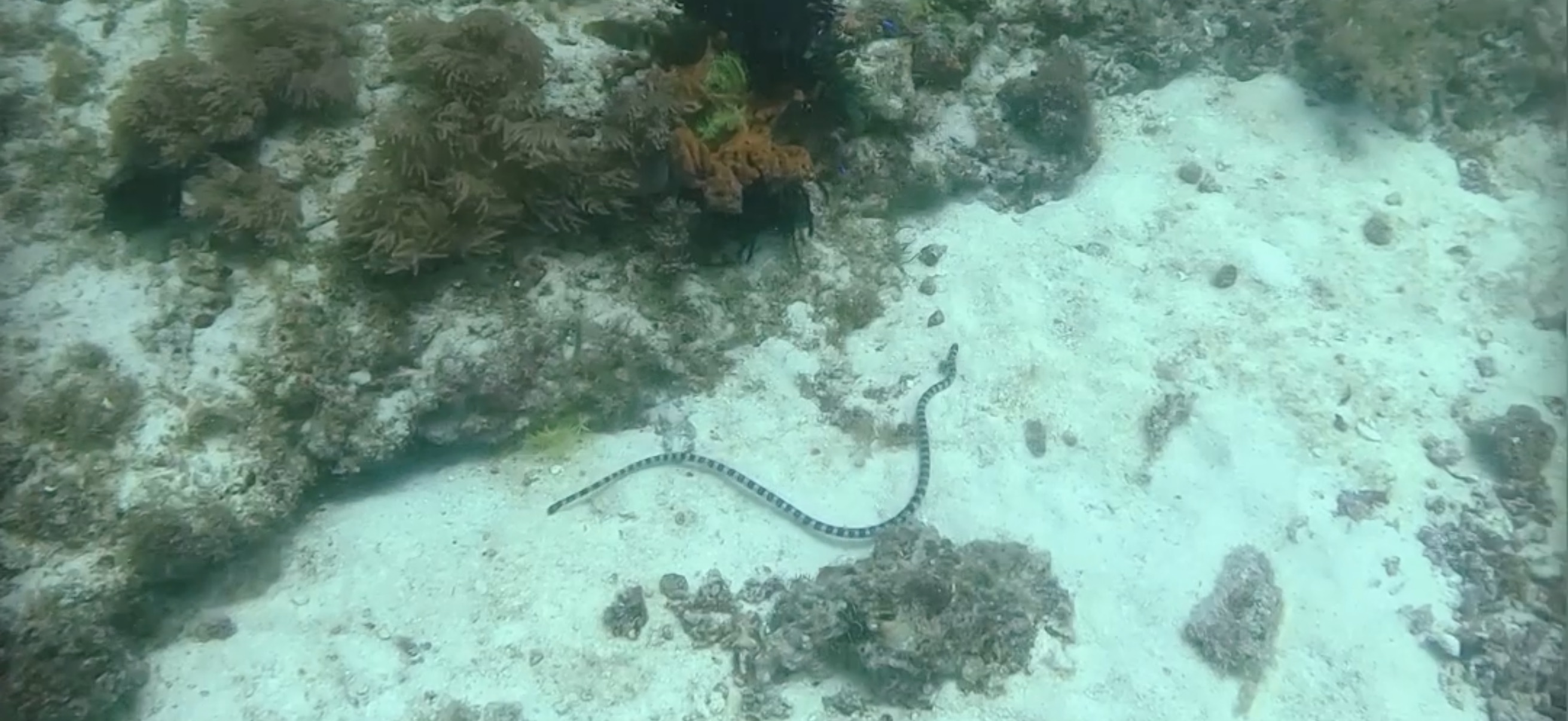 パミラカン島 ( Pamilacan Island ) でダイビング 20250119